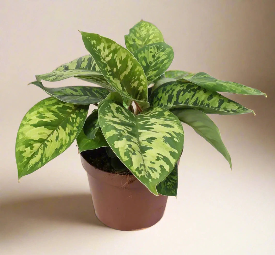 Homalomena 'Camouflage' House Plant Dropship Botani Haven