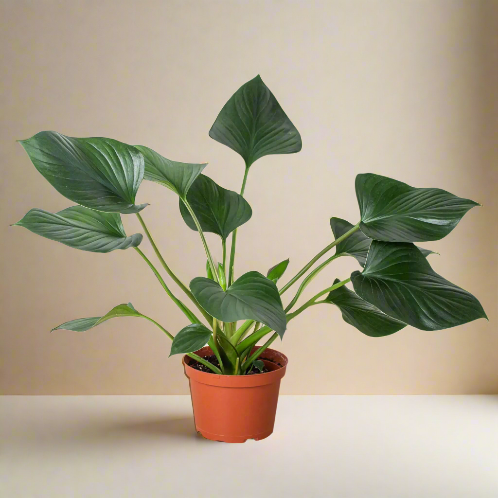 Homalomena 'Emerald Gem' House Plant Dropship Botani Haven