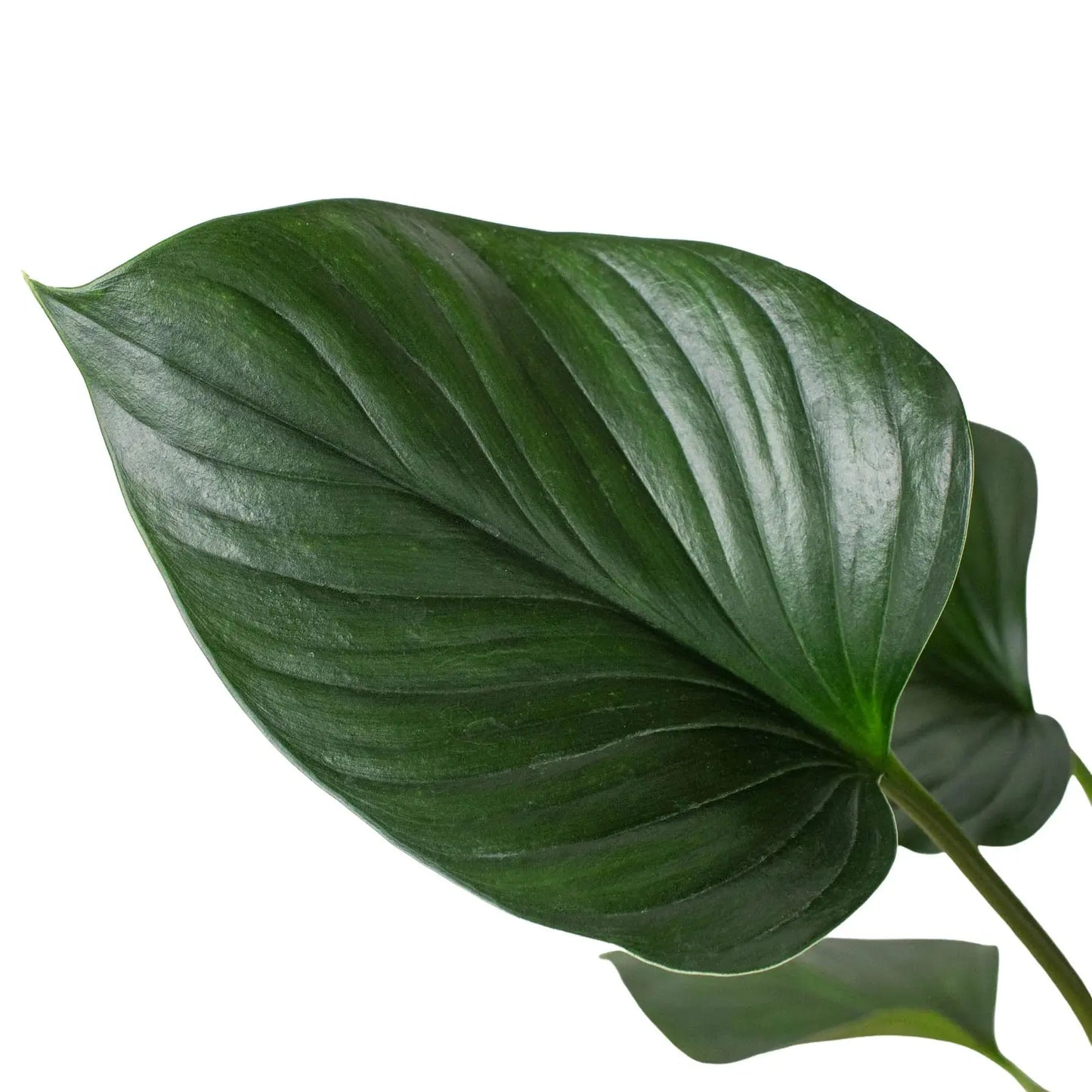 Homalomena 'Emerald Gem' House Plant Dropship Botani Haven