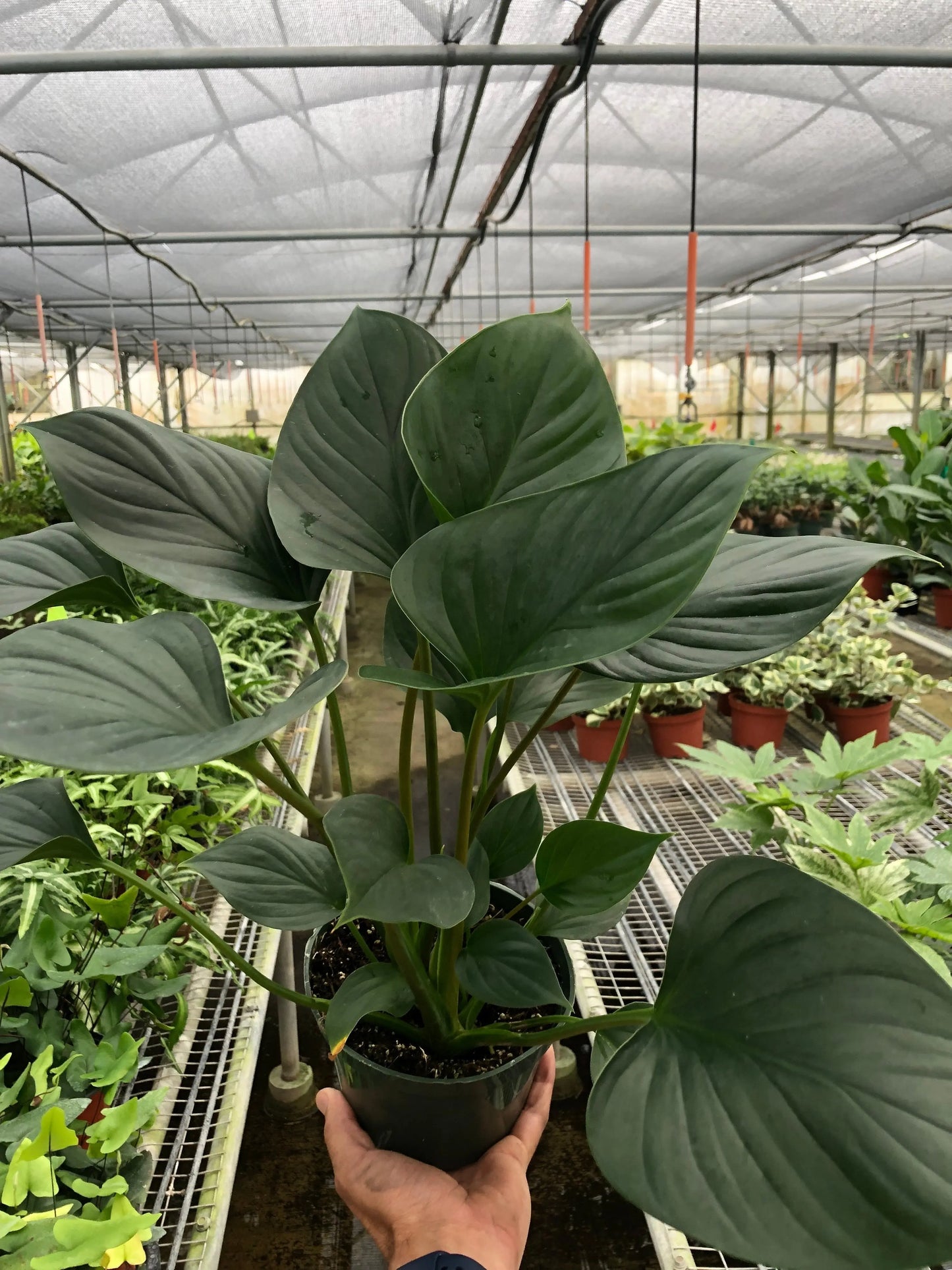 Homalomena 'Emerald Gem' House Plant Dropship Botani Haven