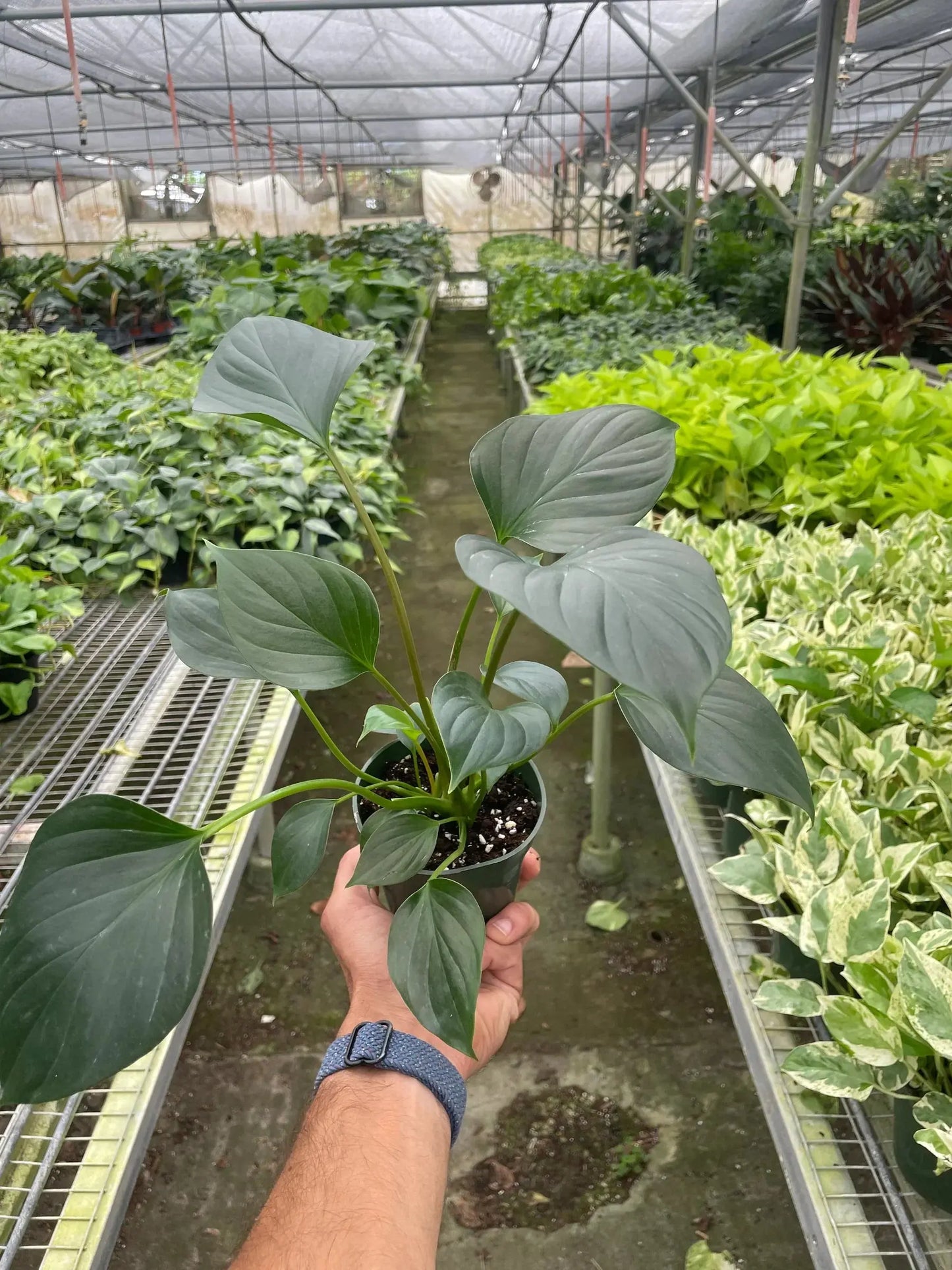 Homalomena 'Emerald Gem' House Plant Dropship Botani Haven