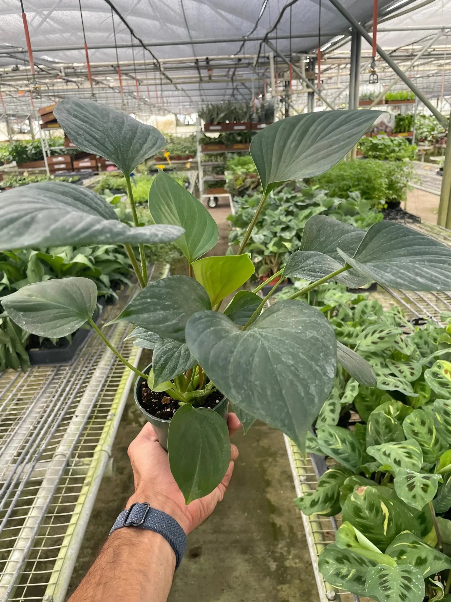 Homalomena 'Emerald Gem' House Plant Dropship Botani Haven