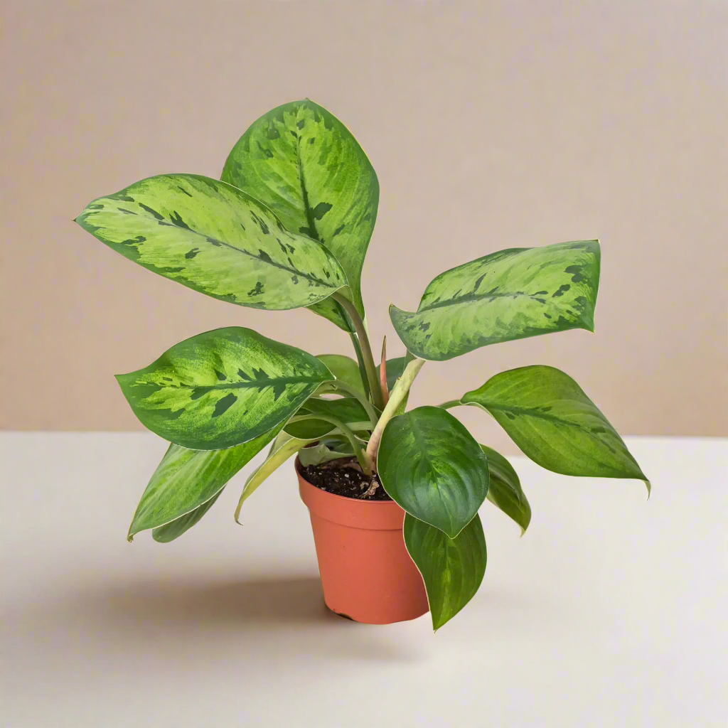 Homalomena 'Selby' House Plant Dropship Botani Haven