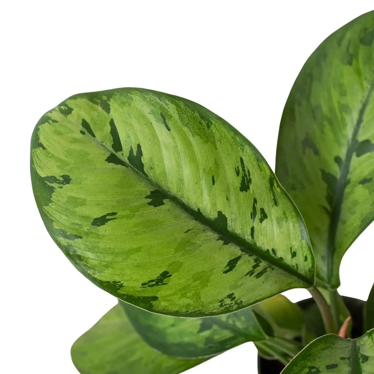 Homalomena 'Selby' House Plant Dropship Botani Haven