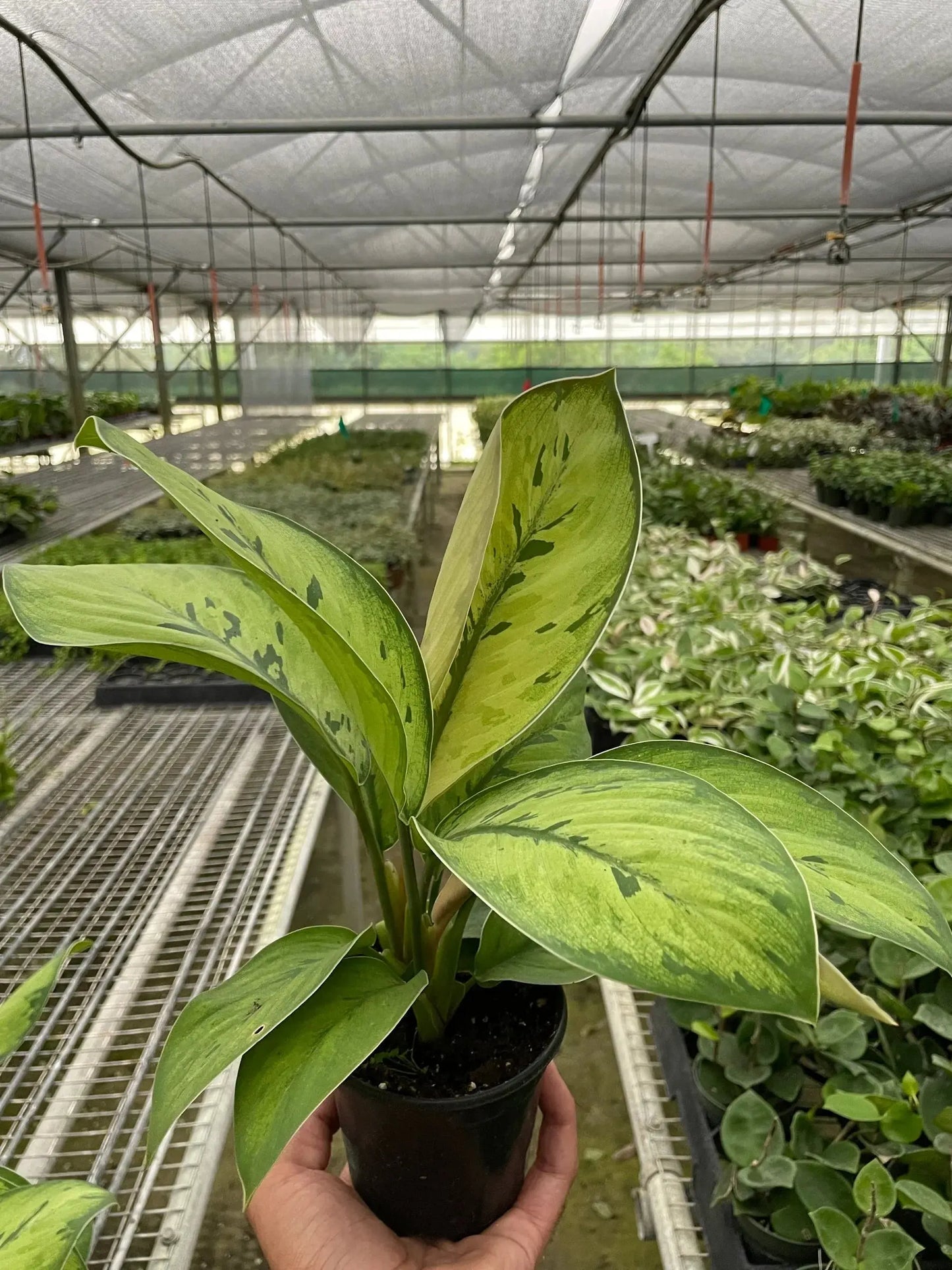Homalomena 'Selby' House Plant Dropship Botani Haven
