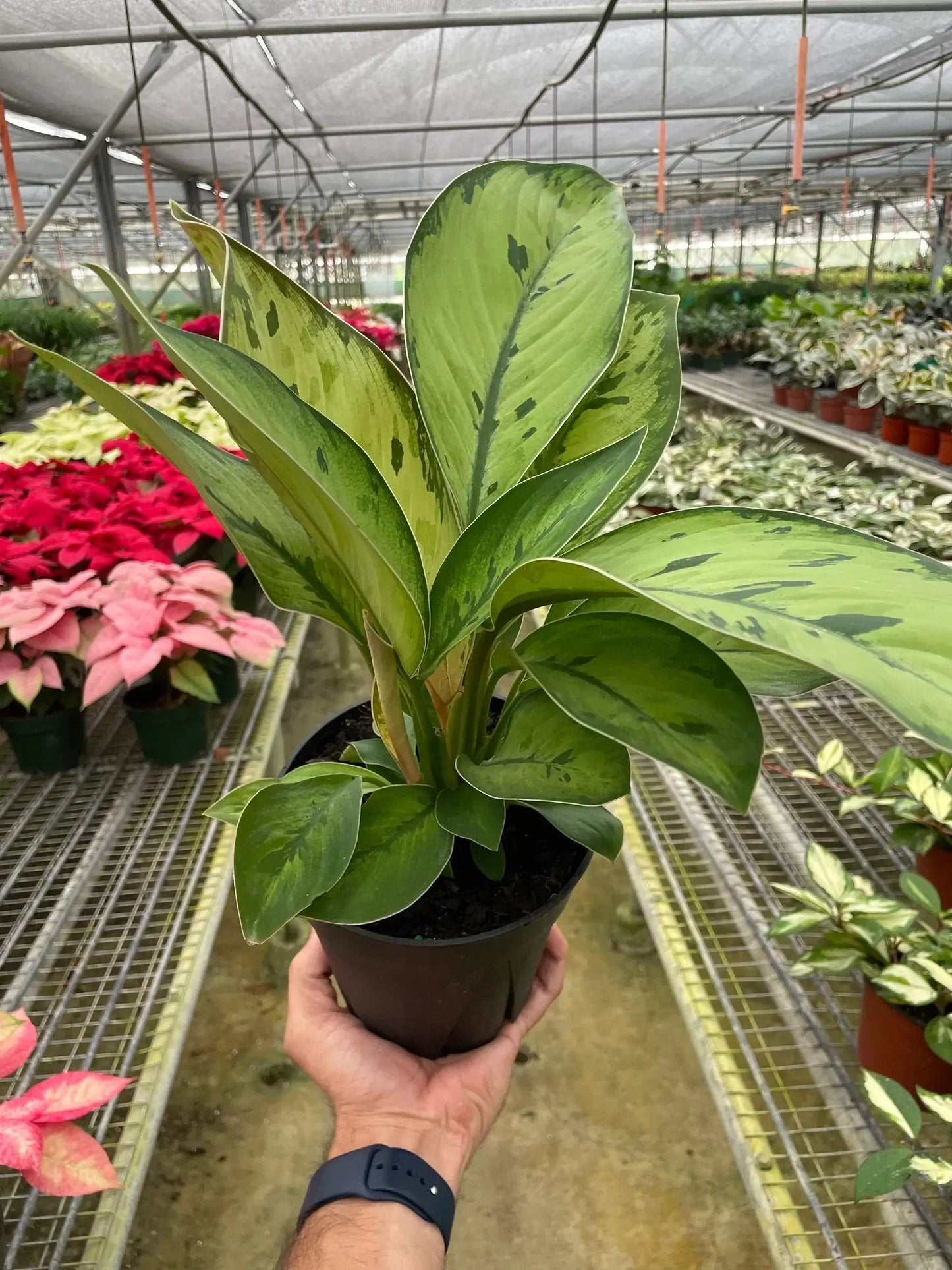 Homalomena 'Selby' House Plant Dropship Botani Haven