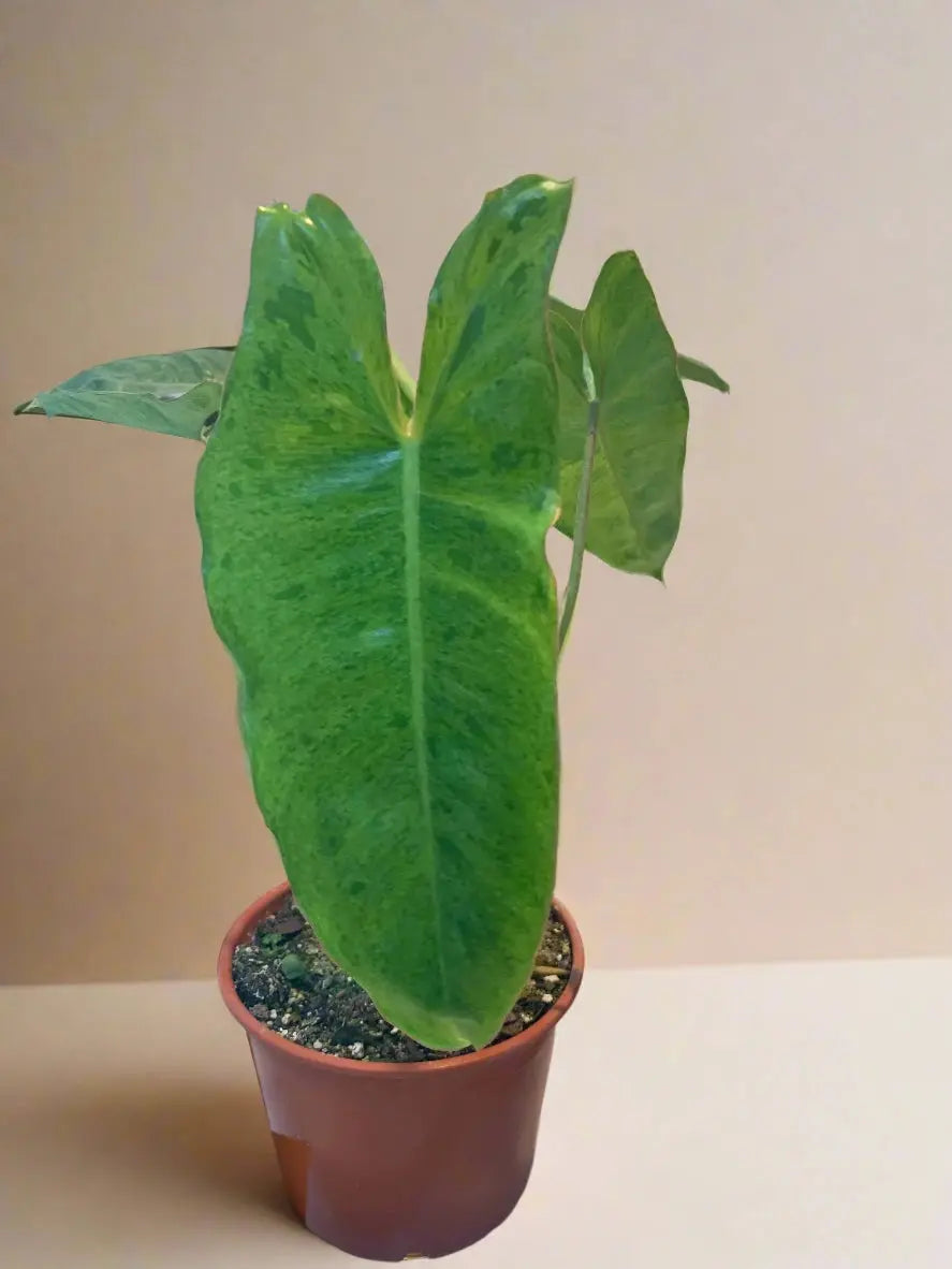 Philodendron 'Paraiso Verde' House Plant Dropship Botani Haven