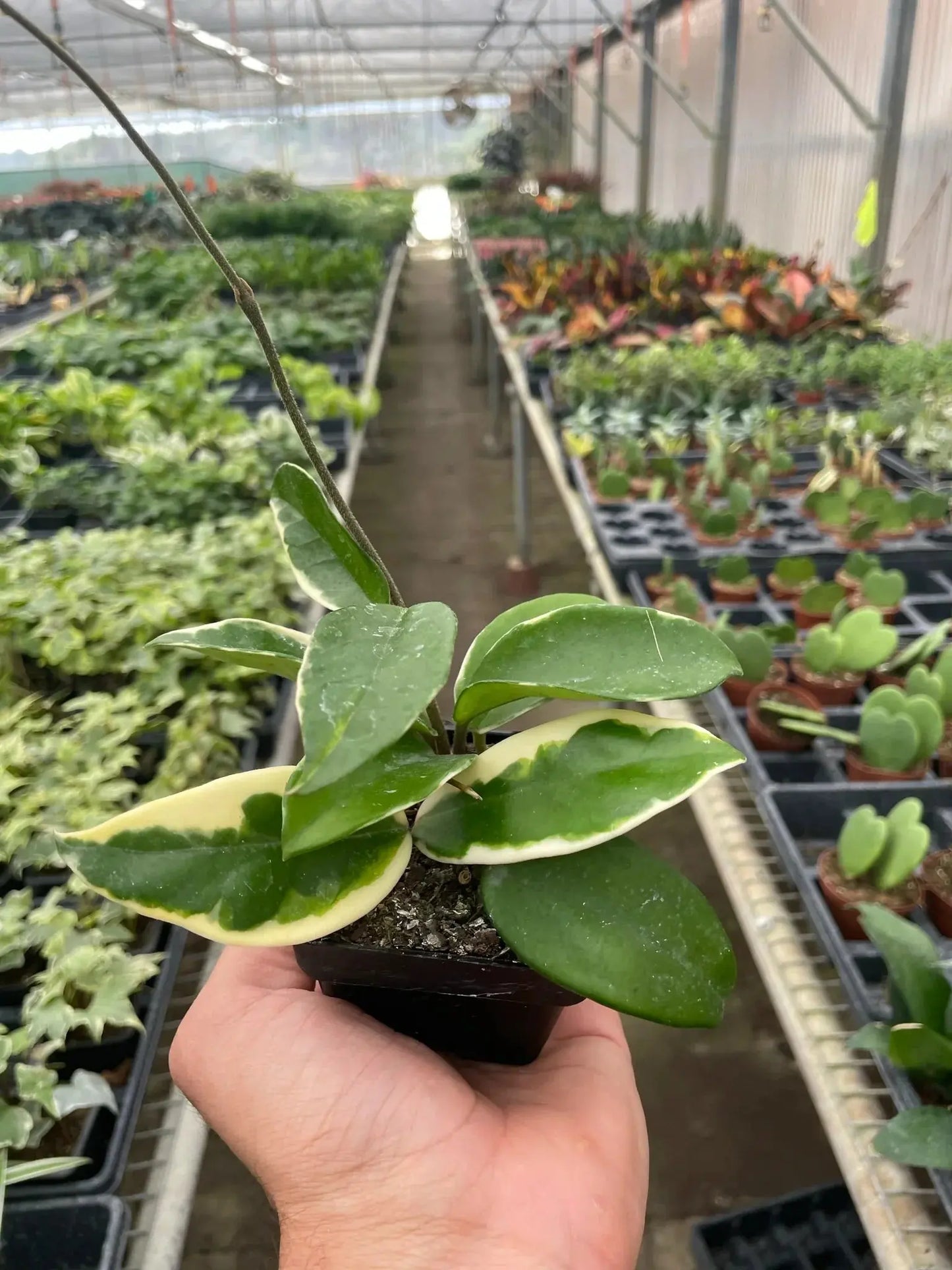 Hoya Carnosa 'Tricolor' House Plant Dropship Botani Haven