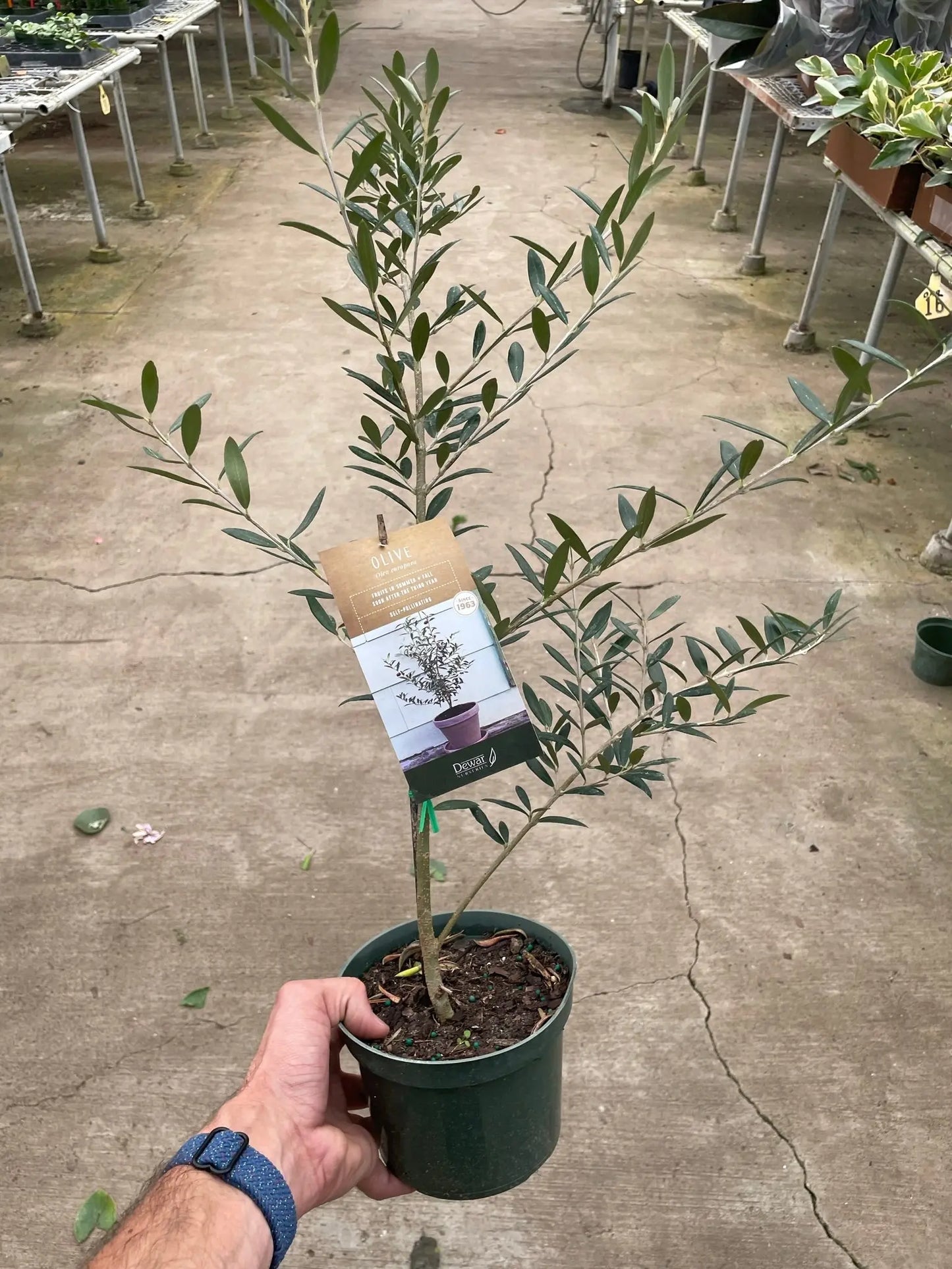 Common Olive Tree (Olea europaea) House Plant Dropship Botani Haven
