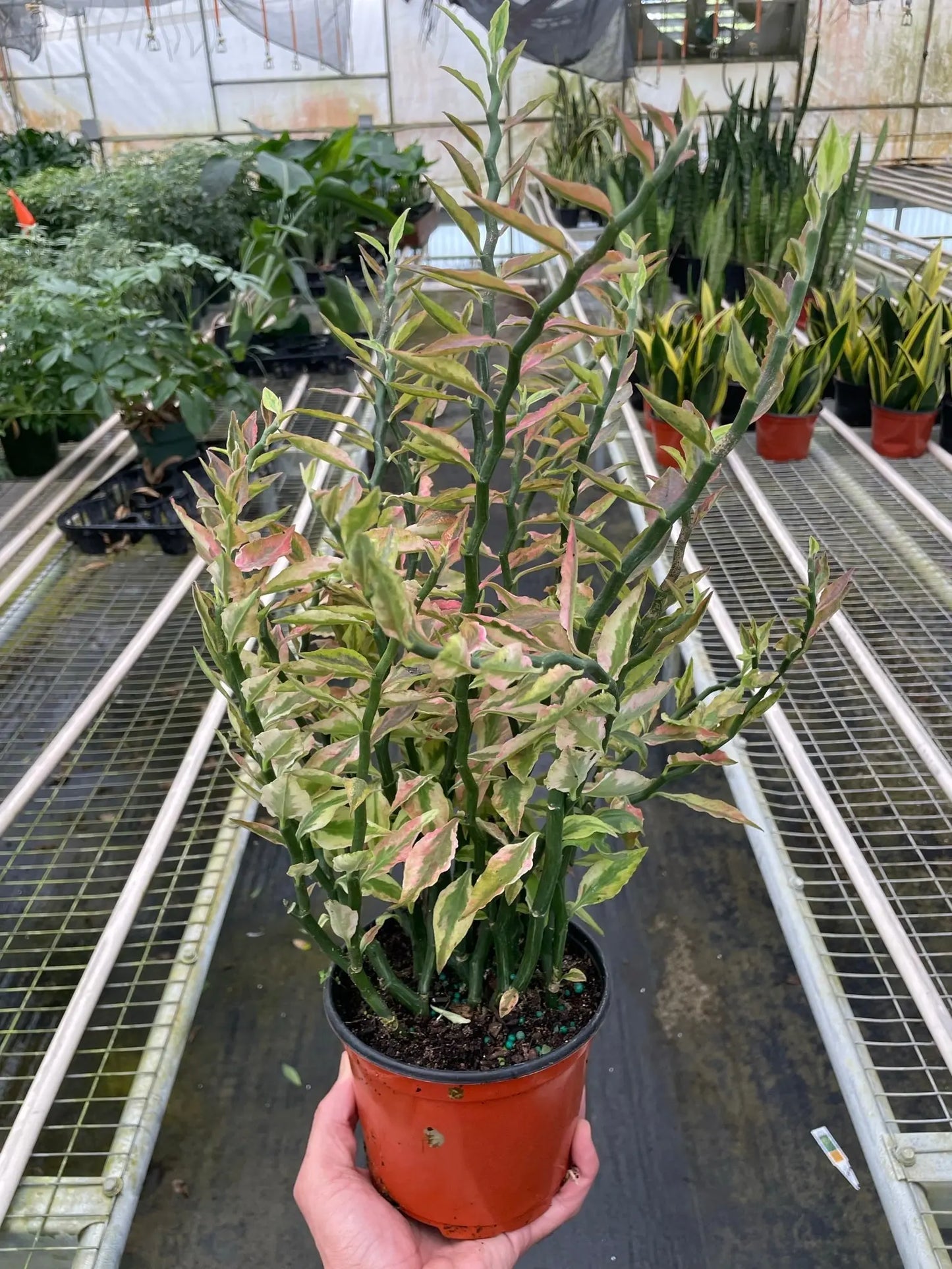 Euphorbia 'Variegated Devil's Backbone' House Plant Dropship Botani Haven