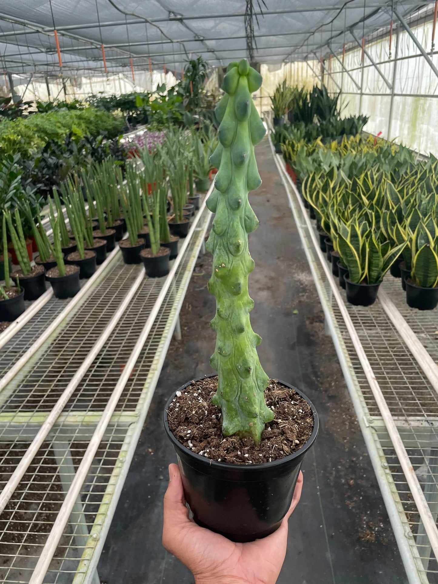 Cactus 'Boobie' House Plant Dropship Botani Haven