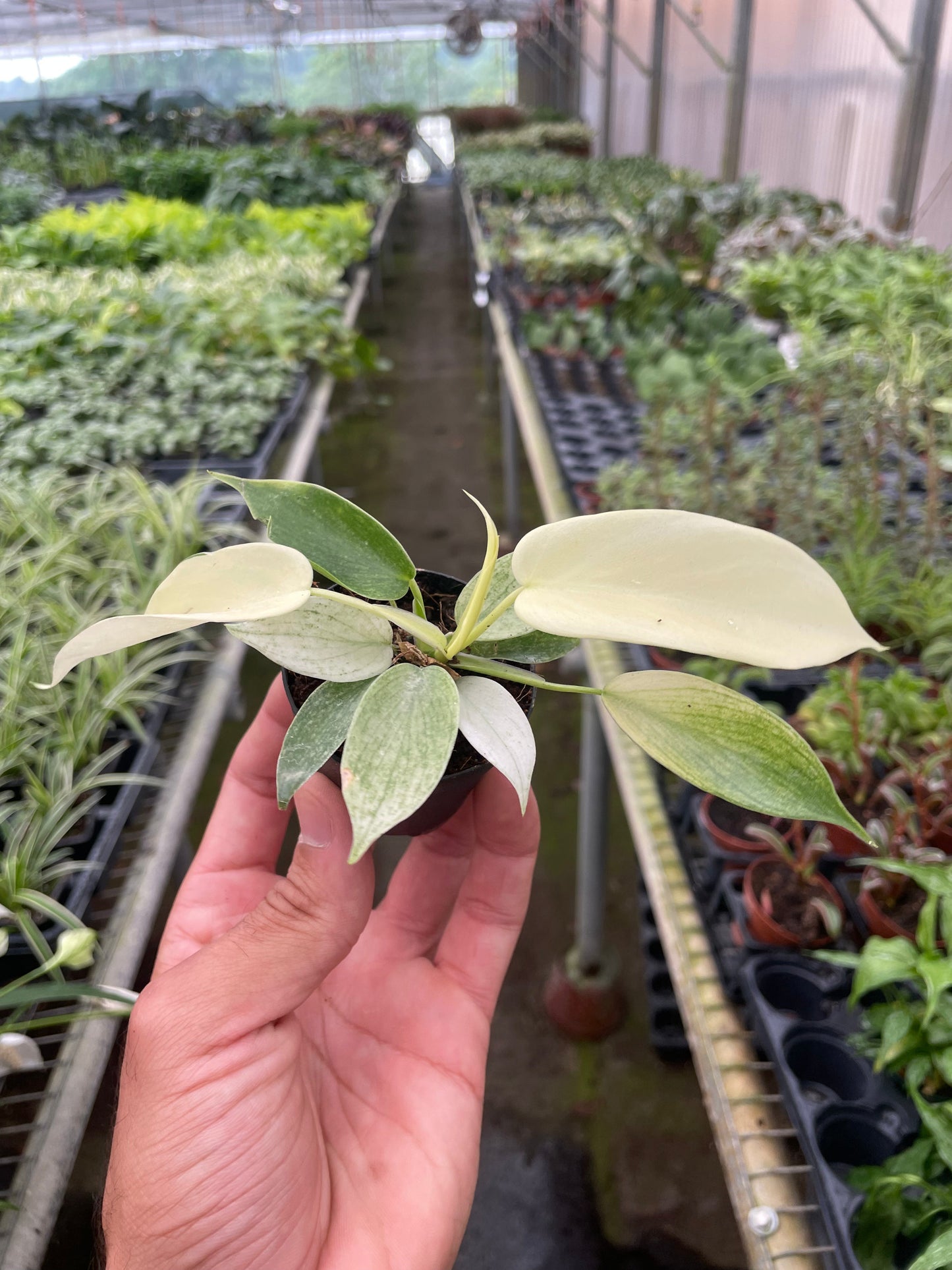 Philodendron 'Florida Ghost' House Plant Dropship Botani Haven