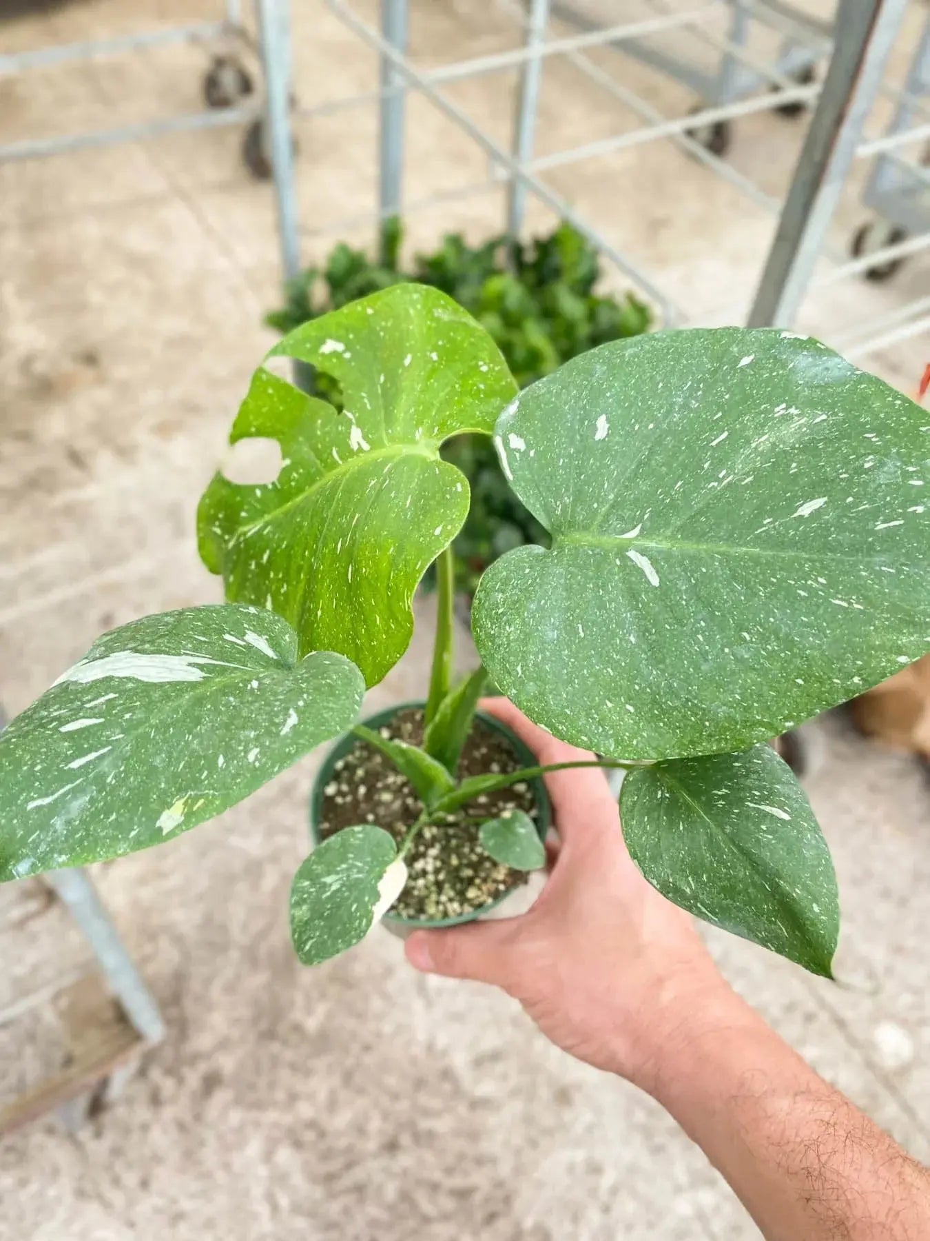 Monstera 'Thai Constellation' House Plant Dropship Botani Haven