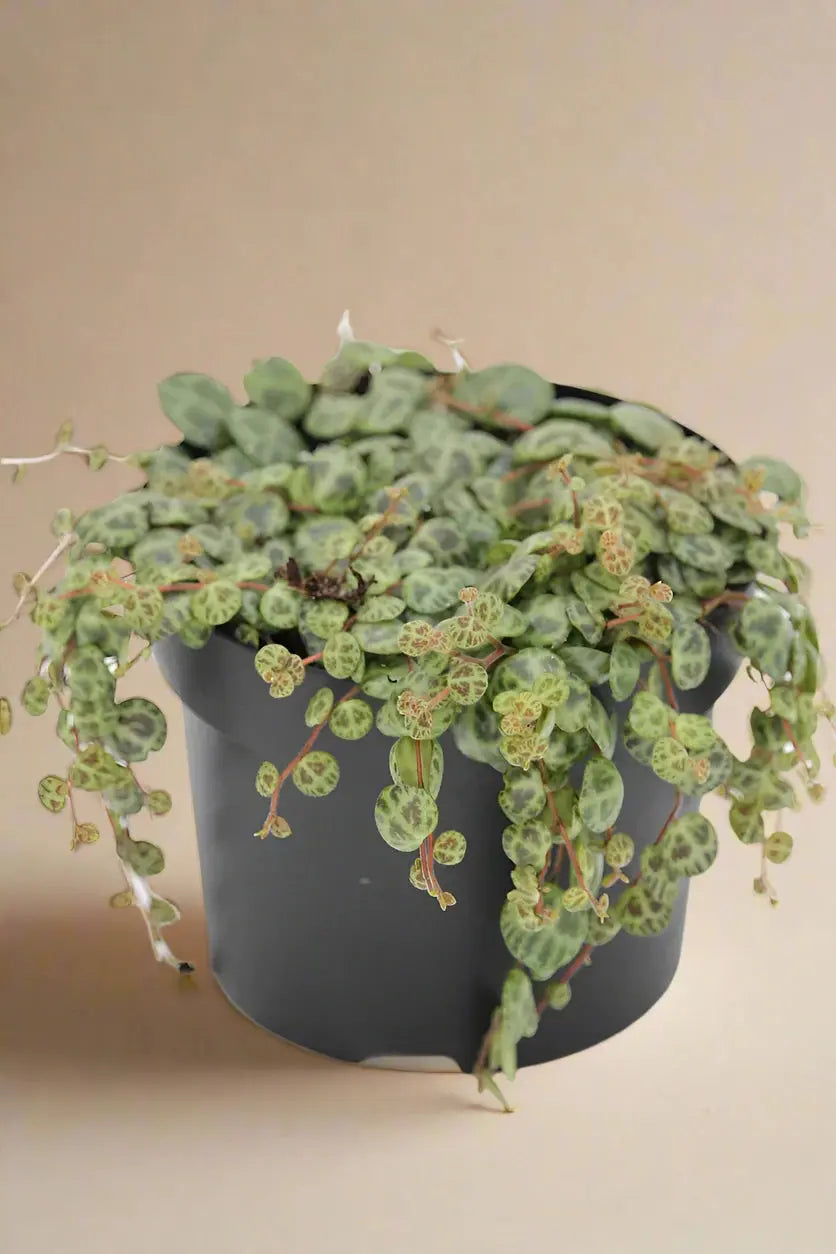 Peperomia Prostrata 'String of Turtles' House Plant Dropship Botani Haven