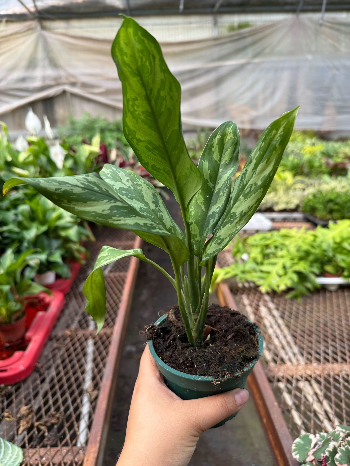 Chinese Evergreen 'Maria' House Plant Dropship Botani Haven
