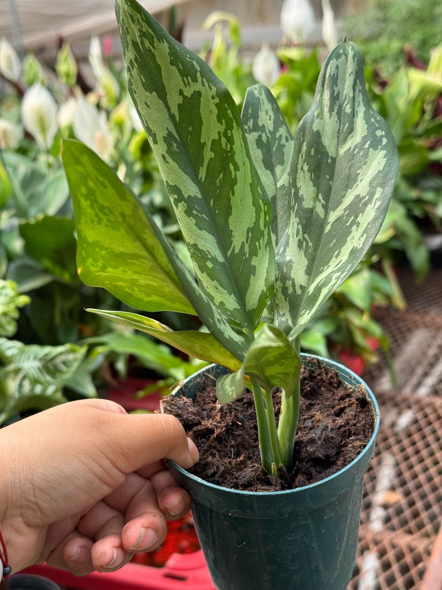 Chinese Evergreen 'Maria' House Plant Dropship Botani Haven