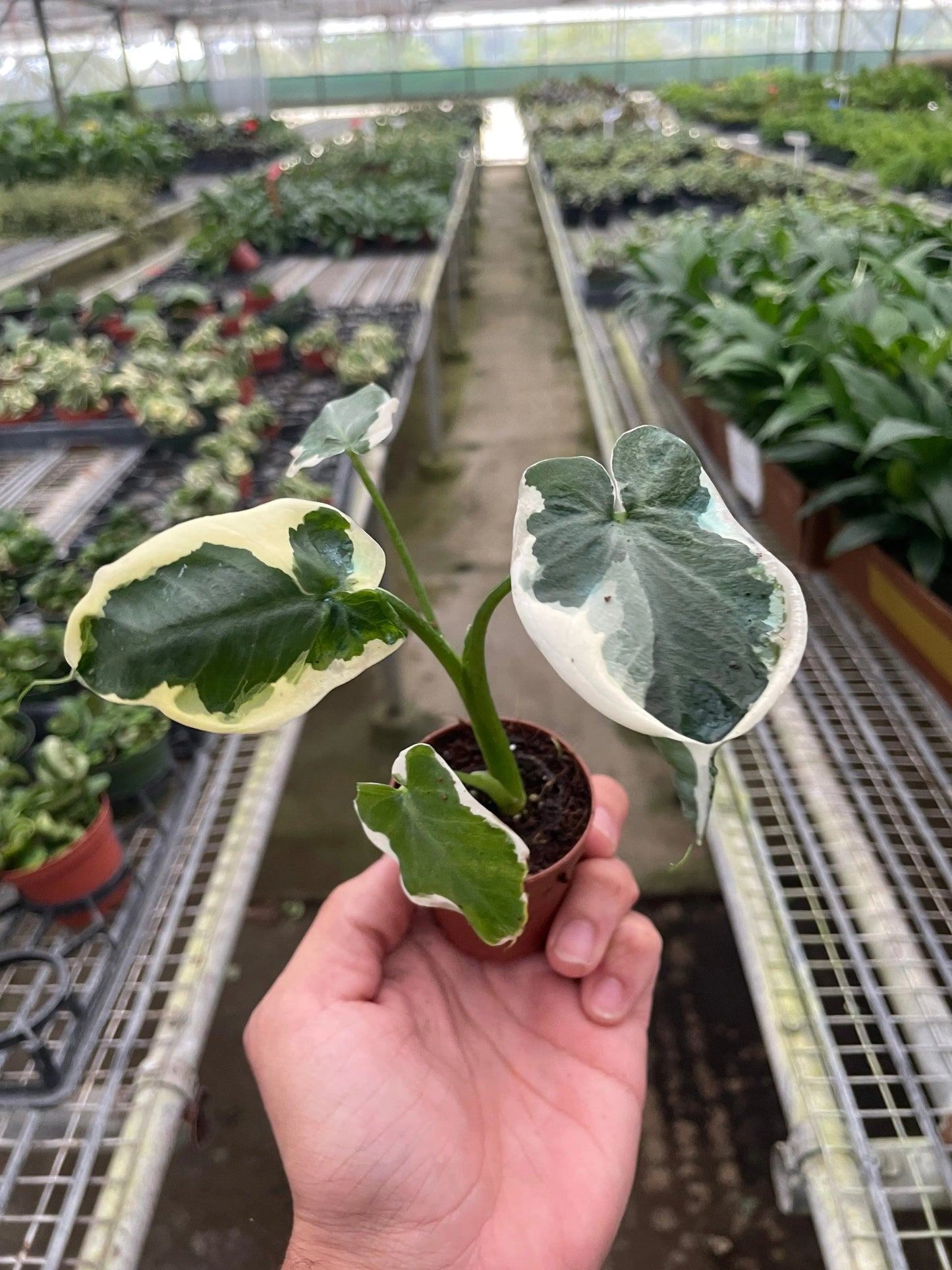 Alocasia 'Mickey Mouse' (Xanthosoma sagittifolium 'Variegatum Monstrosum') House Plant Dropship Botani Haven