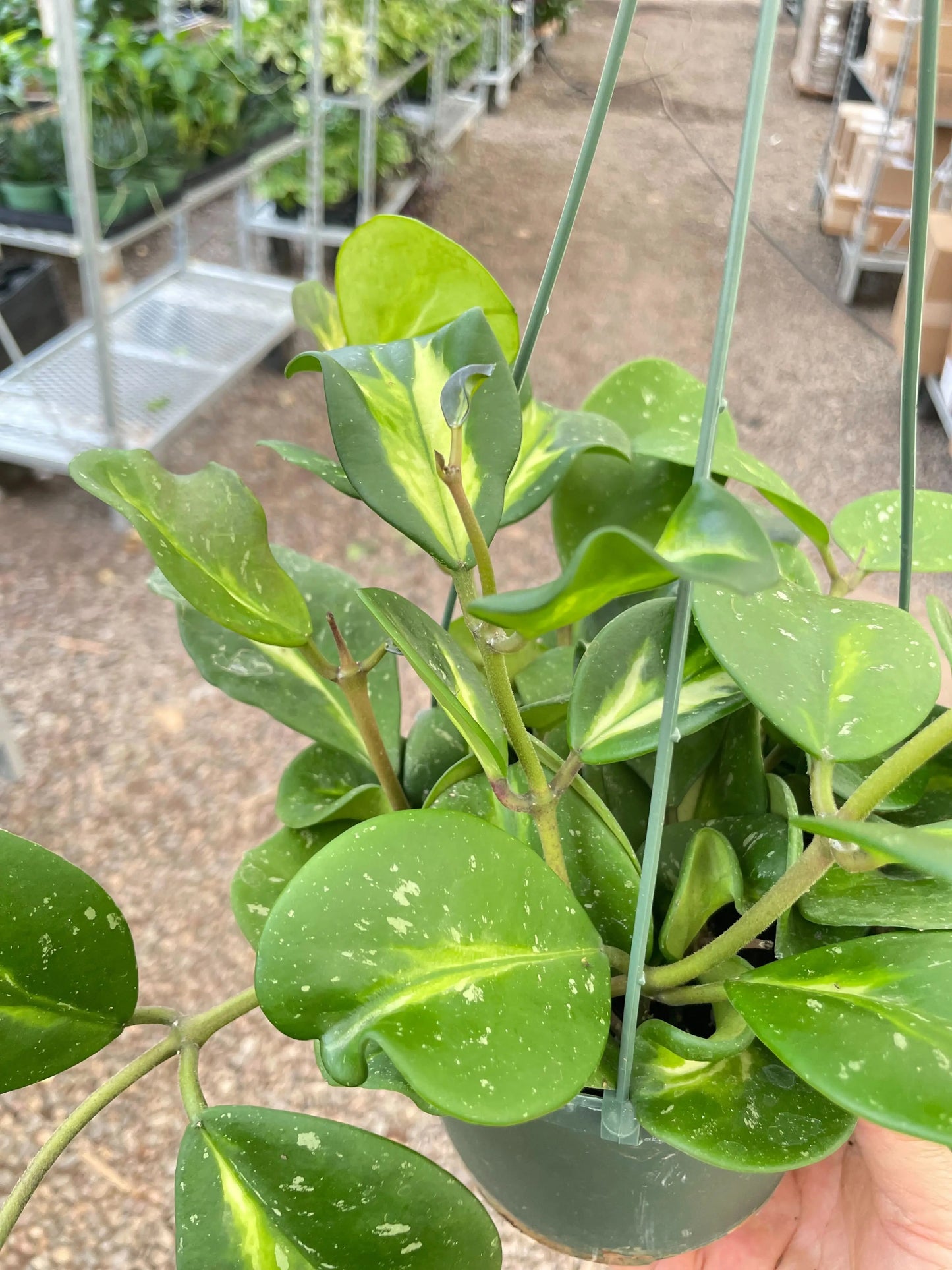 Hoya 'Obovata Reverse' House Plant Dropship Botani Haven