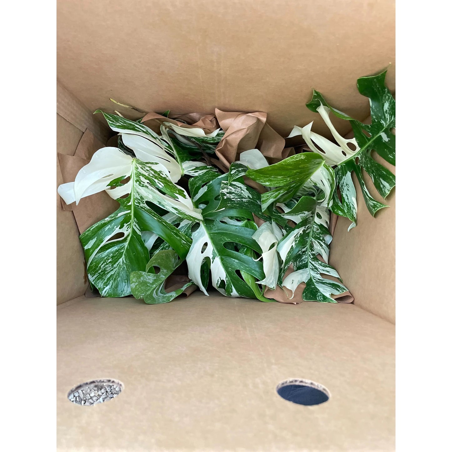 Monstera 'Albo Borsigiana Variegated' House Plant Dropship Botani Haven