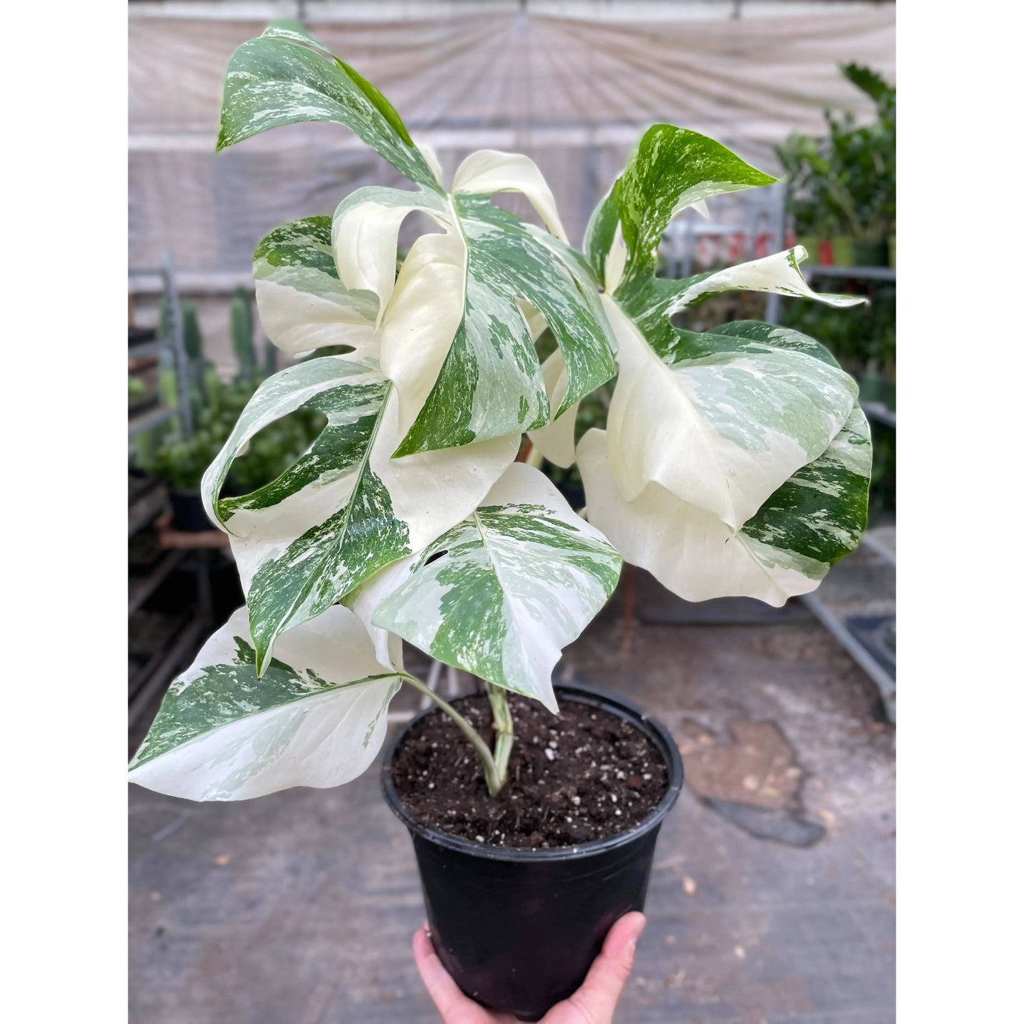 Monstera 'Albo Borsigiana Variegated' House Plant Dropship Botani Haven