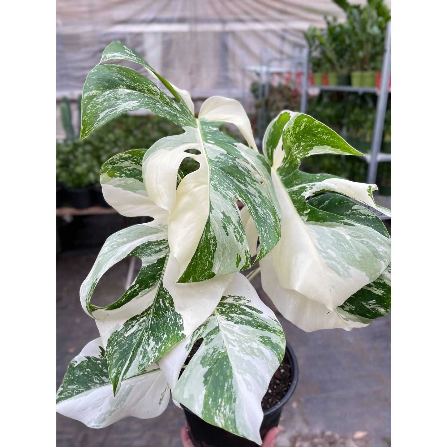 Monstera 'Albo Borsigiana Variegated' House Plant Dropship Botani Haven