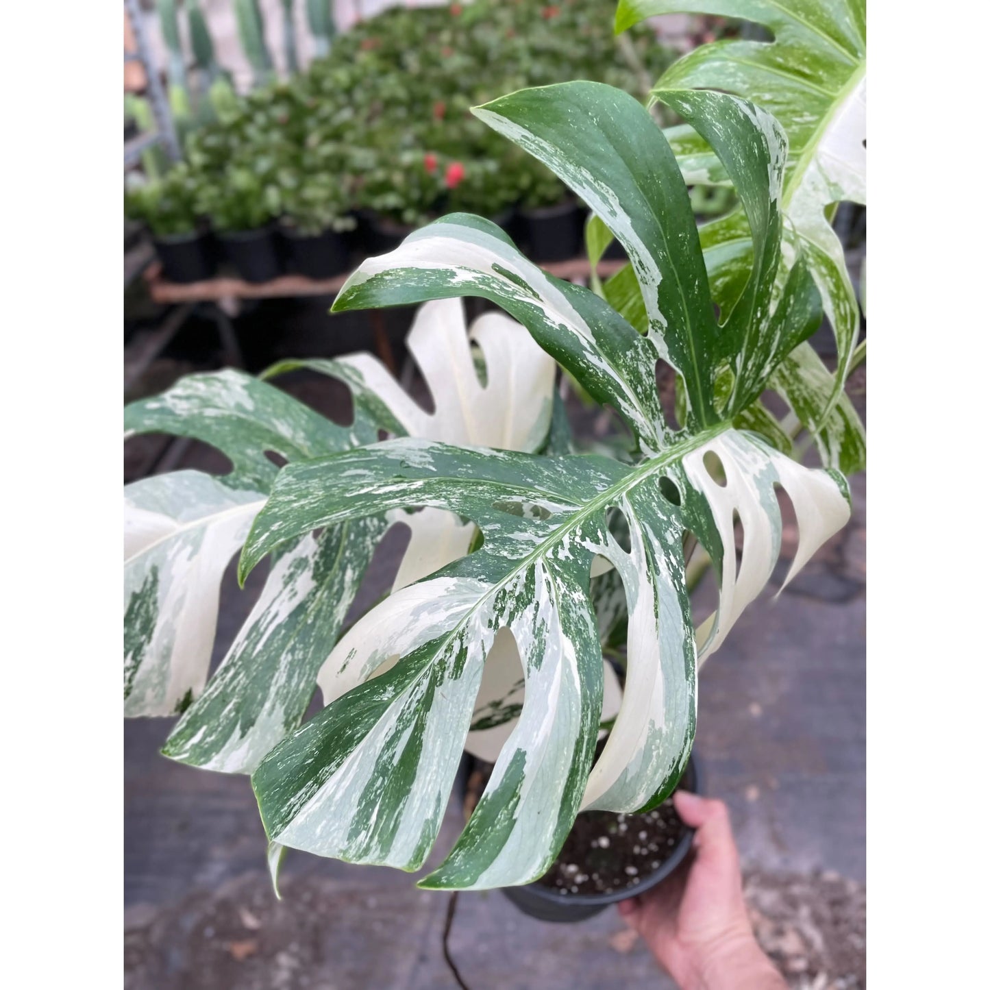 Monstera 'Albo Borsigiana Variegated' House Plant Dropship Botani Haven
