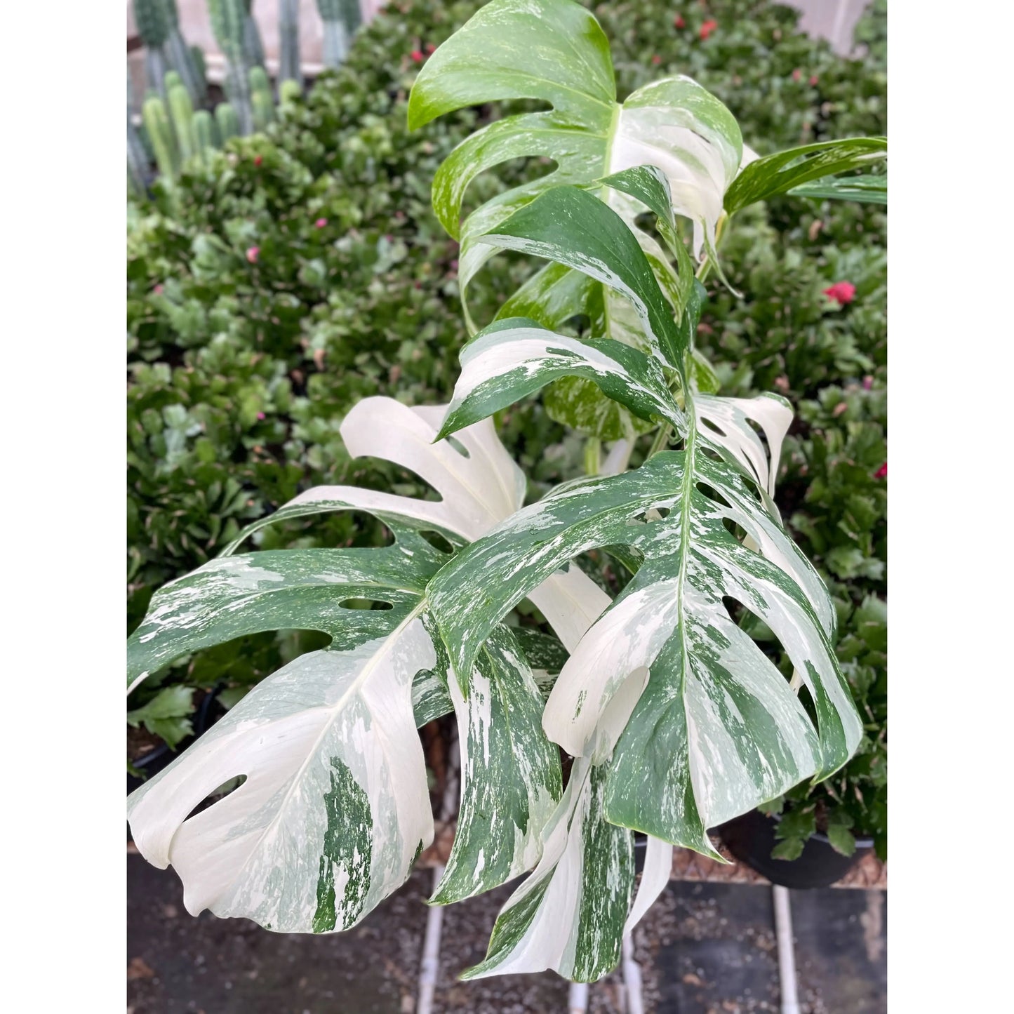 Monstera 'Albo Borsigiana Variegated' House Plant Dropship Botani Haven