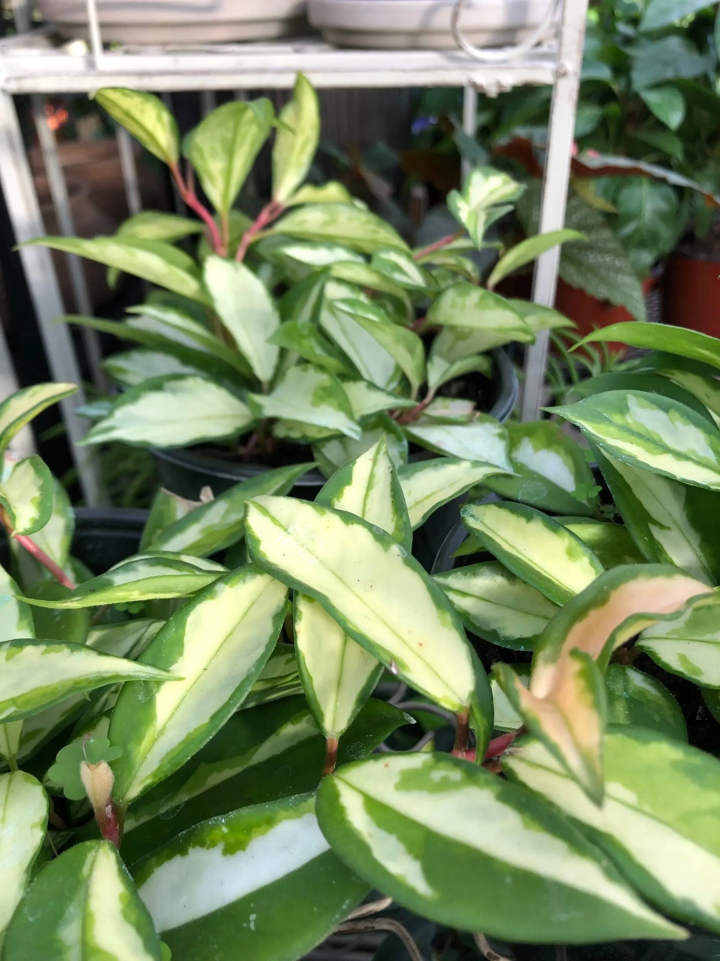 Hoya Carnosa 'Krimson Princess' House Plant Dropship Botani Haven