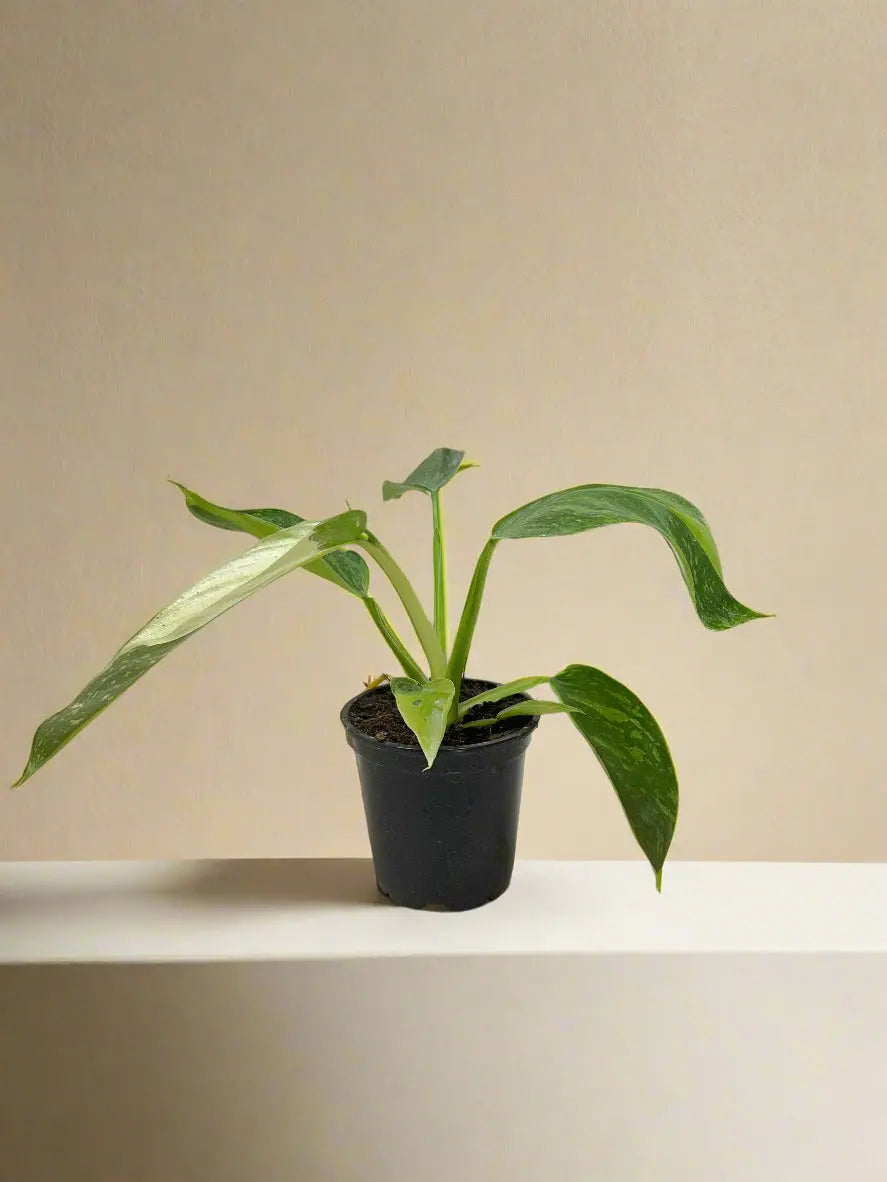 Philodendron 'Jose Buono' House Plant Dropship Botani Haven