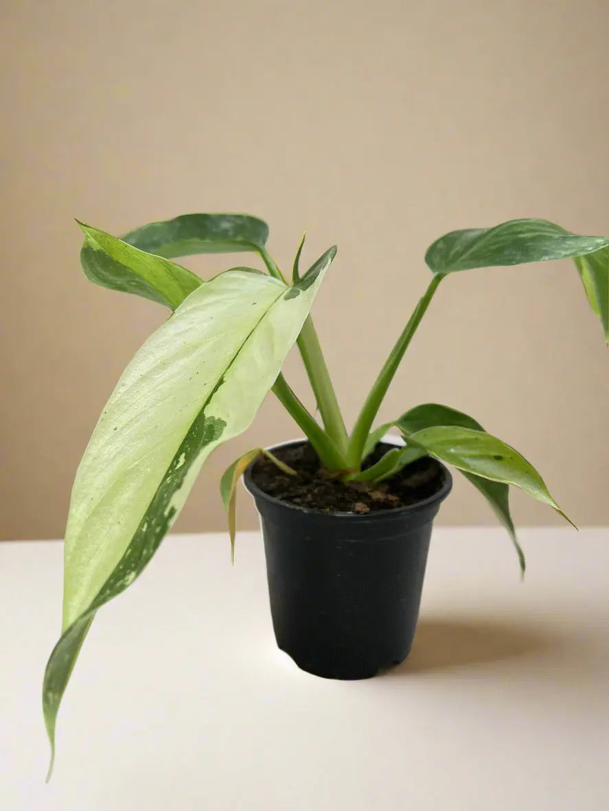 Philodendron 'Jose Buono' House Plant Dropship Botani Haven