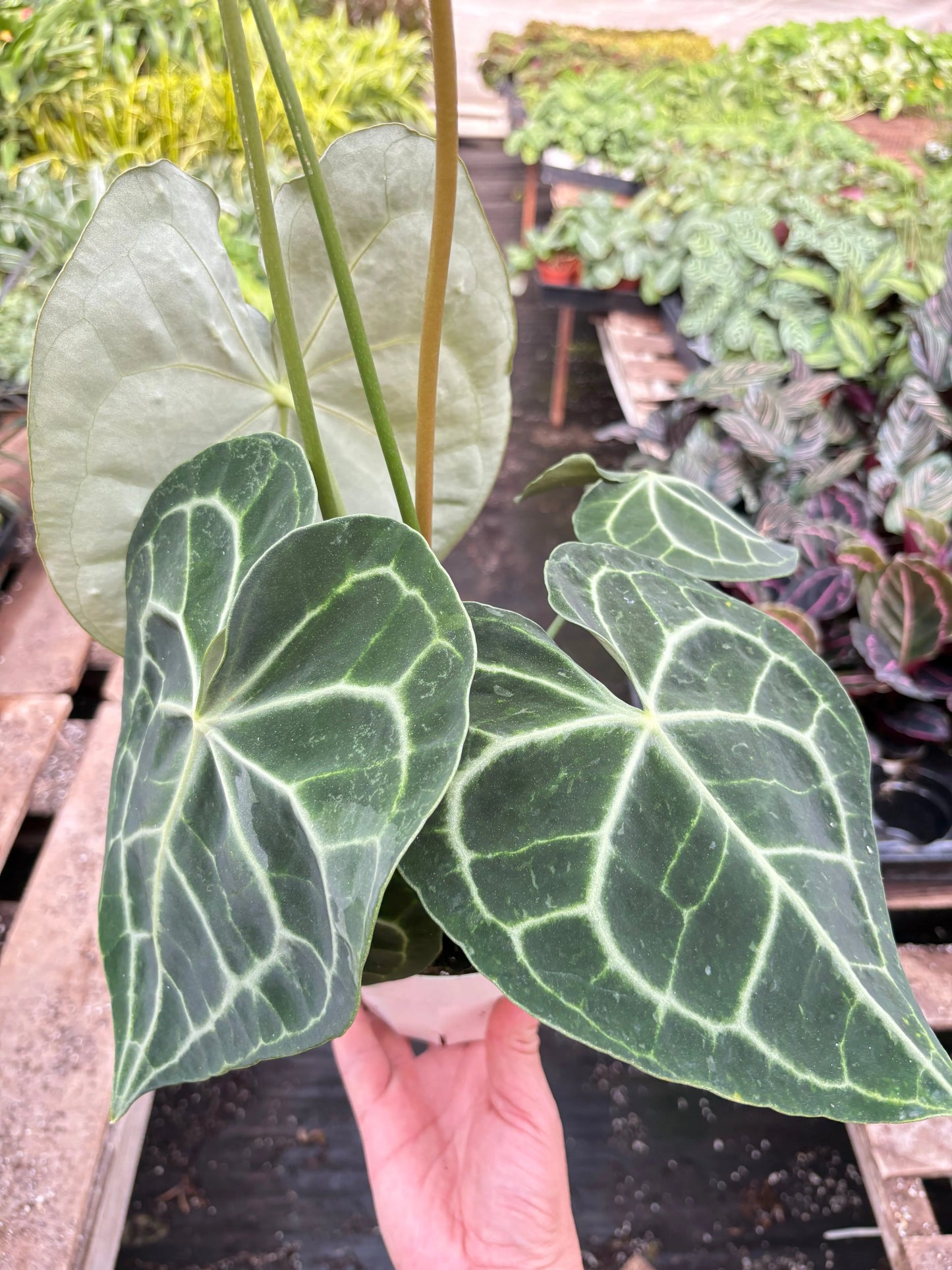 Anthurium 'Clarinervium' House Plant Dropship Botani Haven