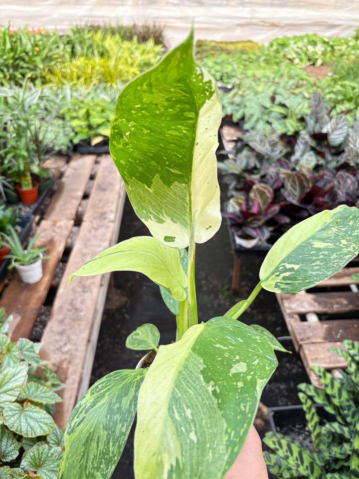 Philodendron 'Jose Buono' House Plant Dropship Botani Haven