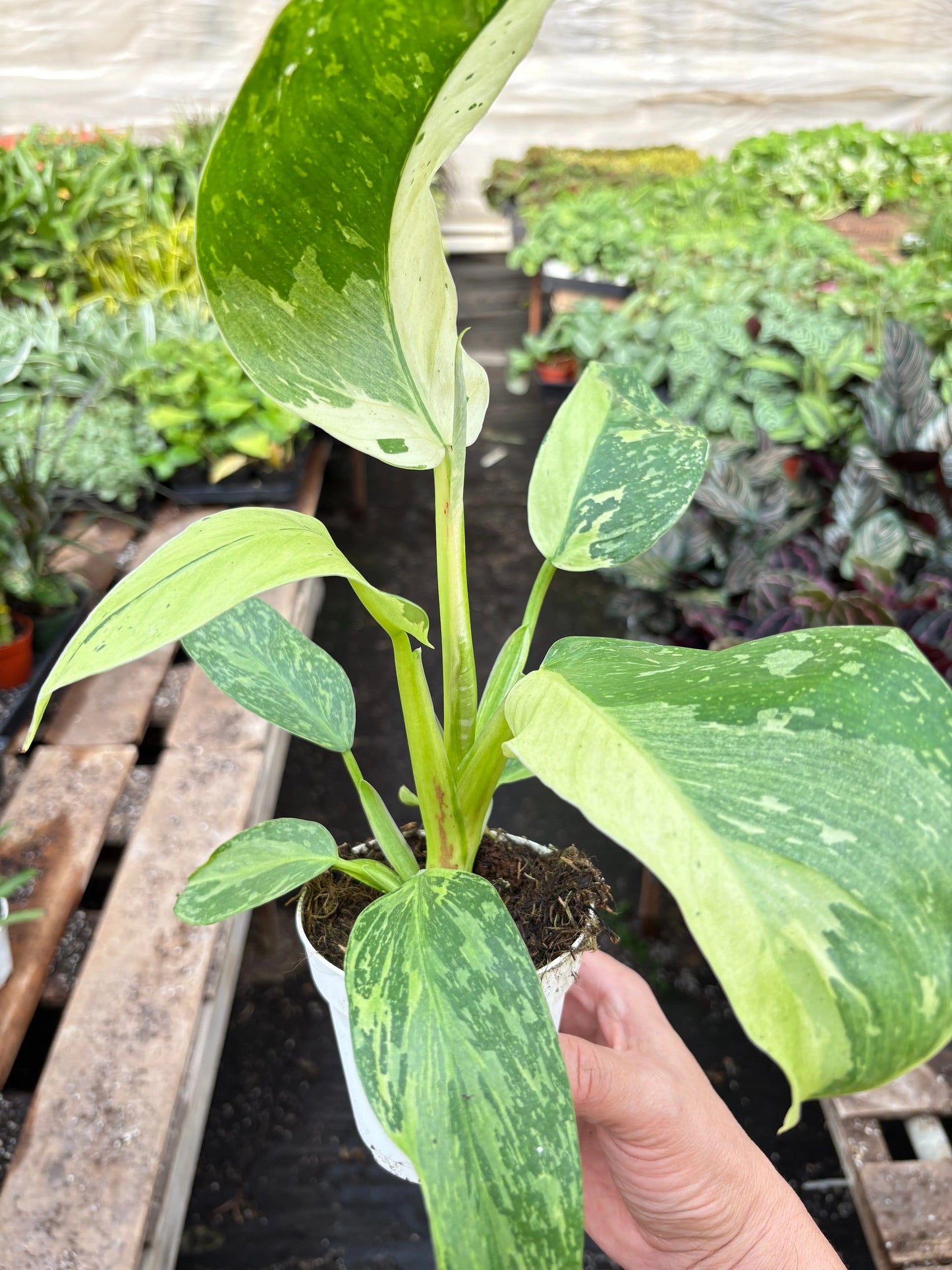 Philodendron 'Jose Buono' House Plant Dropship Botani Haven