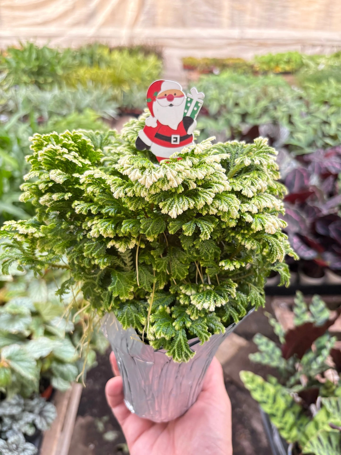 Fern 'Frosty' House Plant Dropship Botani Haven