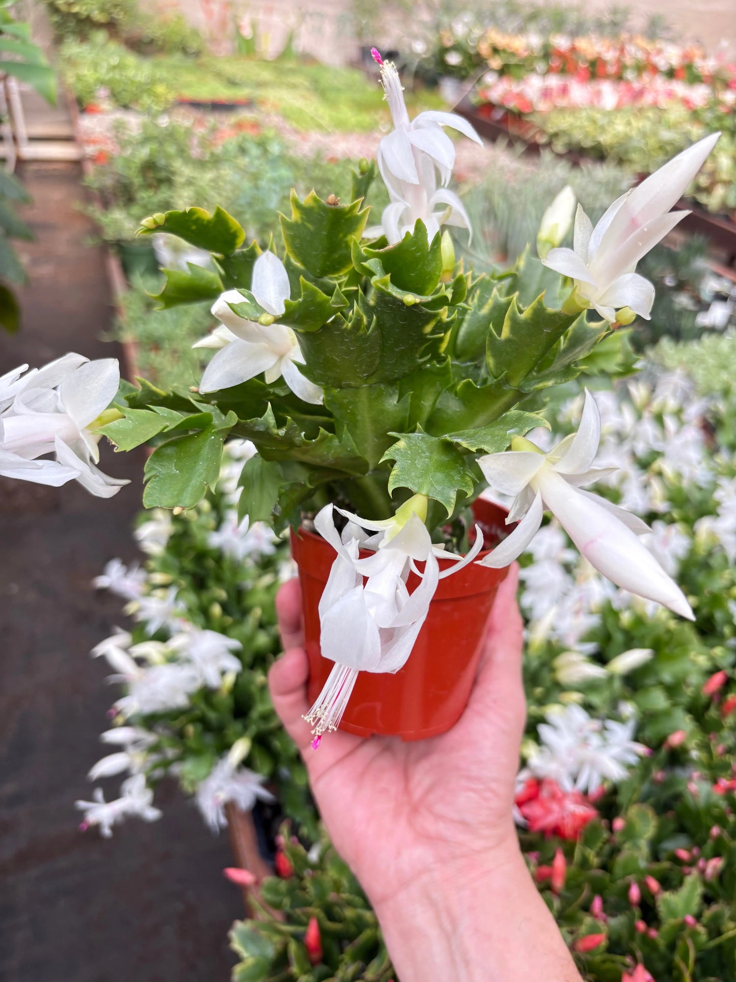 Zygocactus 'Christmas Cactus' House Plant Dropship Botani Haven