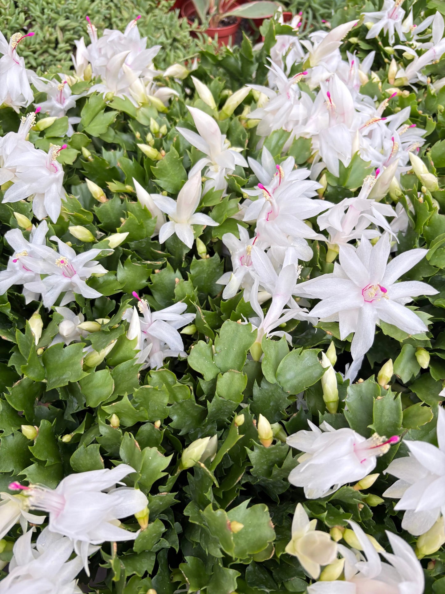 Zygocactus 'Christmas Cactus' House Plant Dropship Botani Haven