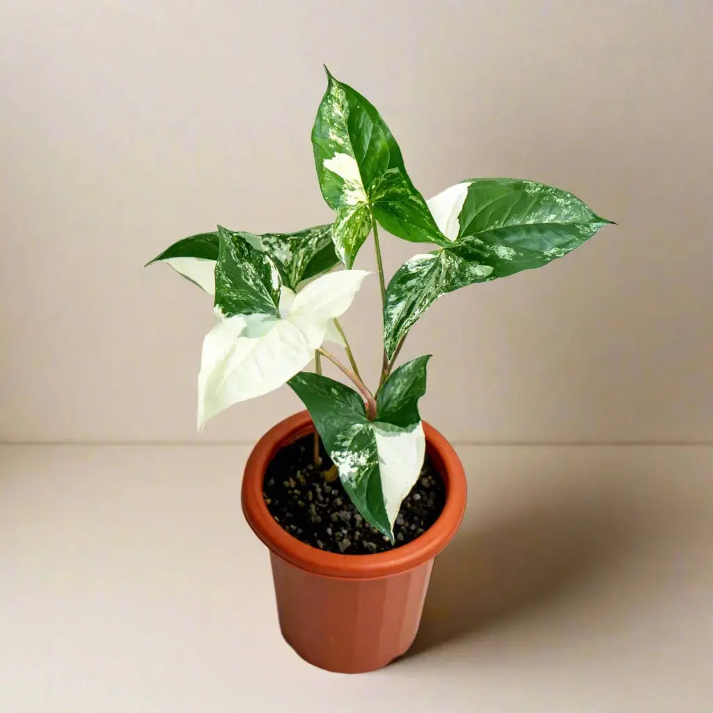 Syngonium 'Albo' House Plant Dropship Botani Haven