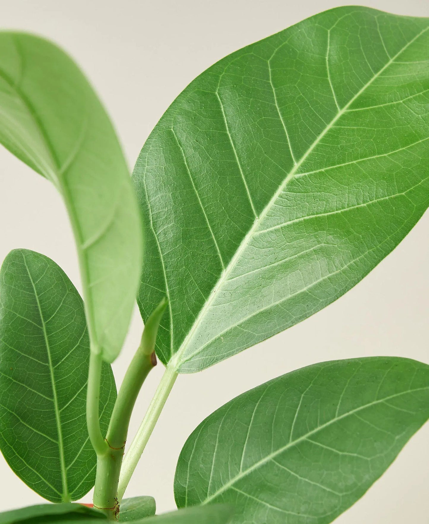 Ficus 'Audrey' House Plant Dropship Botani Haven