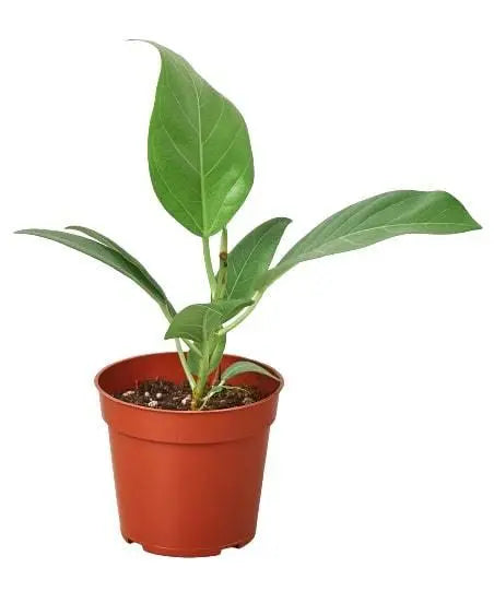 Ficus 'Audrey' House Plant Dropship Botani Haven