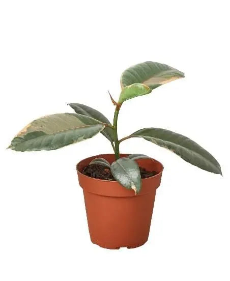 Ficus Elastica 'Ruby Pink' House Plant Dropship Botani Haven