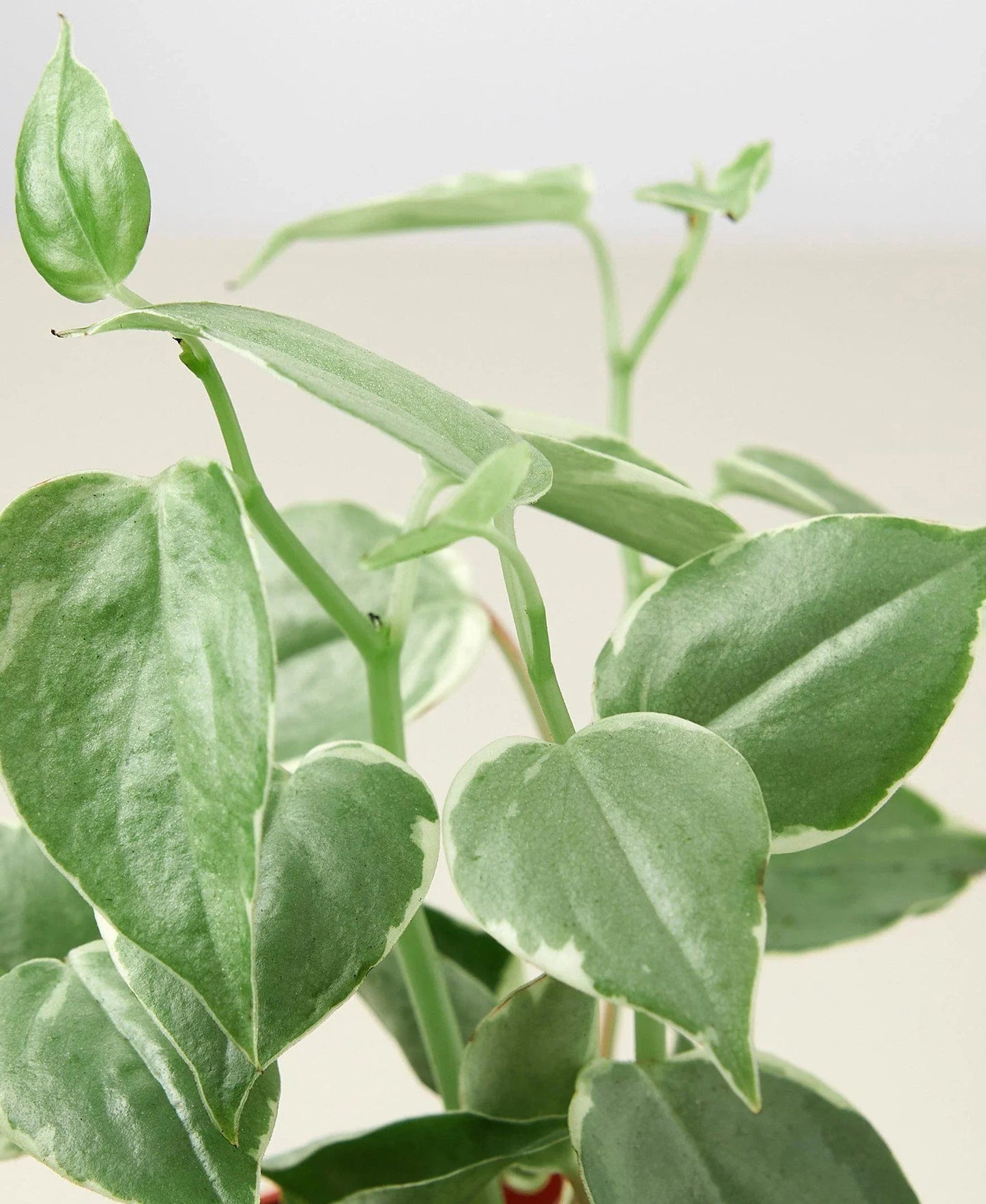 Peperomia 'Cupid' House Plant Dropship Botani Haven