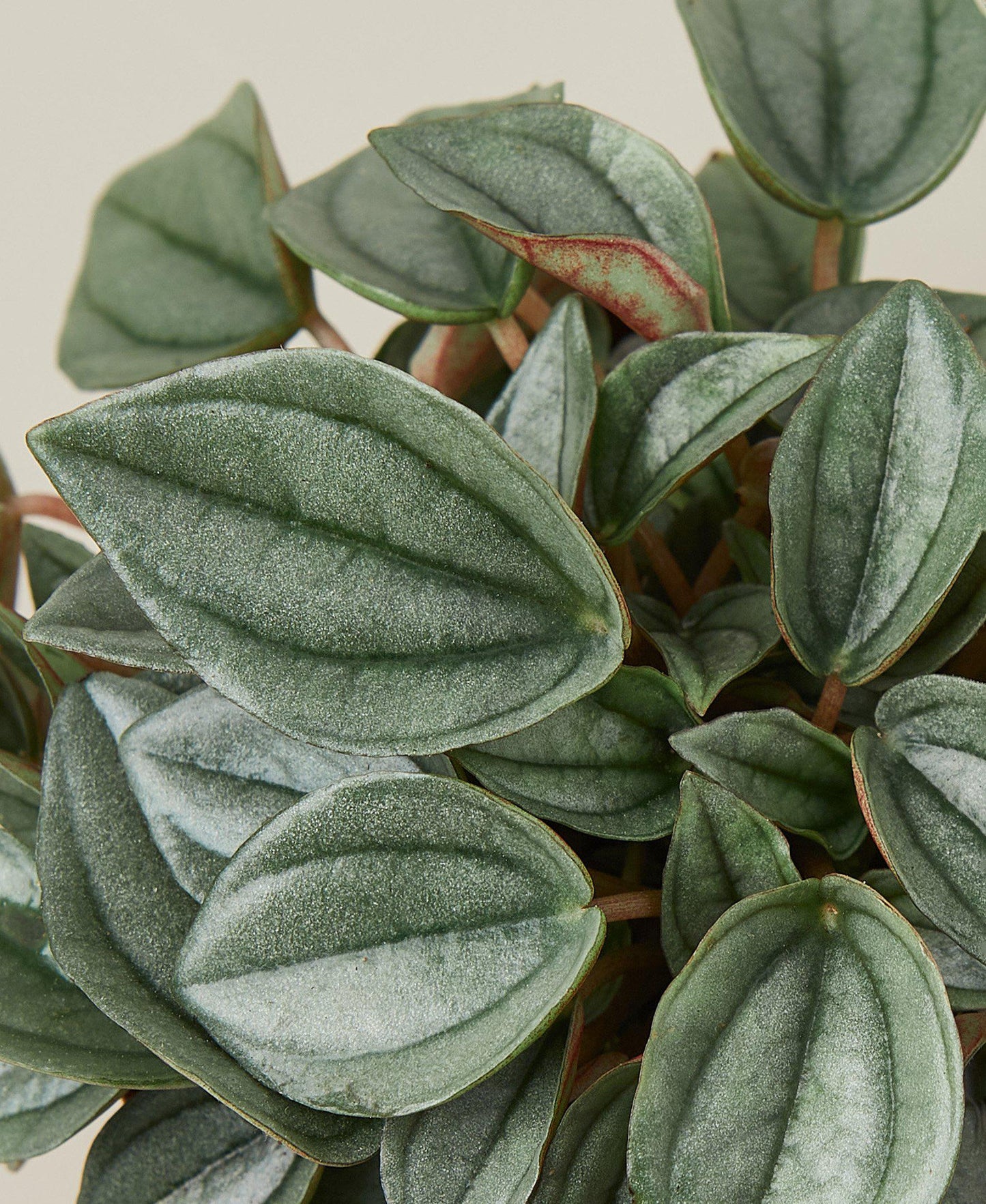 Peperomia 'Napoli Nights' - 4" Pot House Plant Dropship Botani Haven