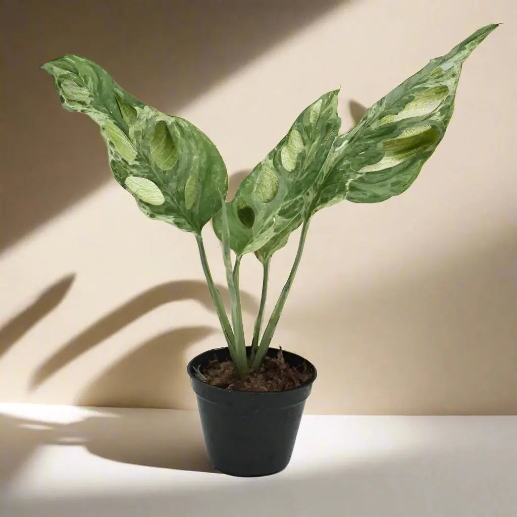 Monstera Adansonii 'Swiss Cheese Variegated' House Plant Dropship Botani Haven
