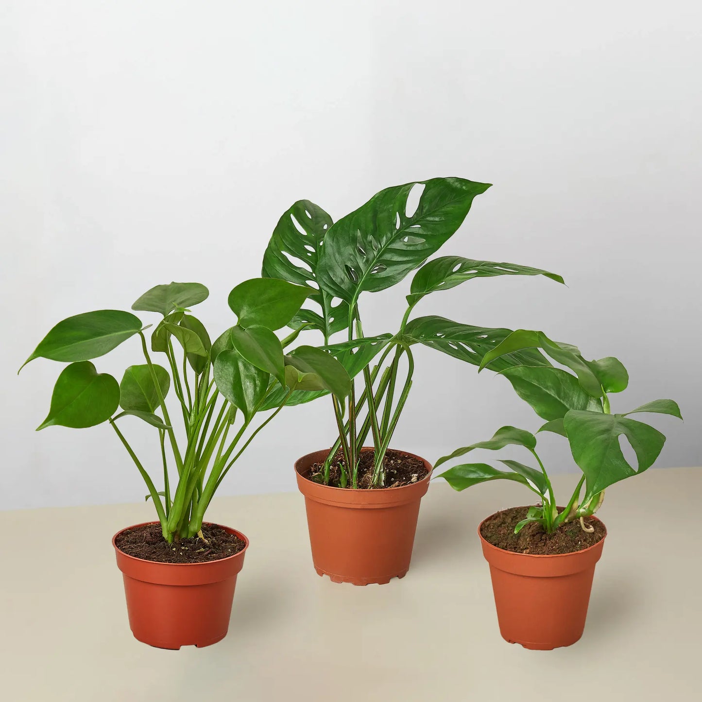 3 Monstera Variety Pack 4" Pots House Plant Dropship Botani Haven