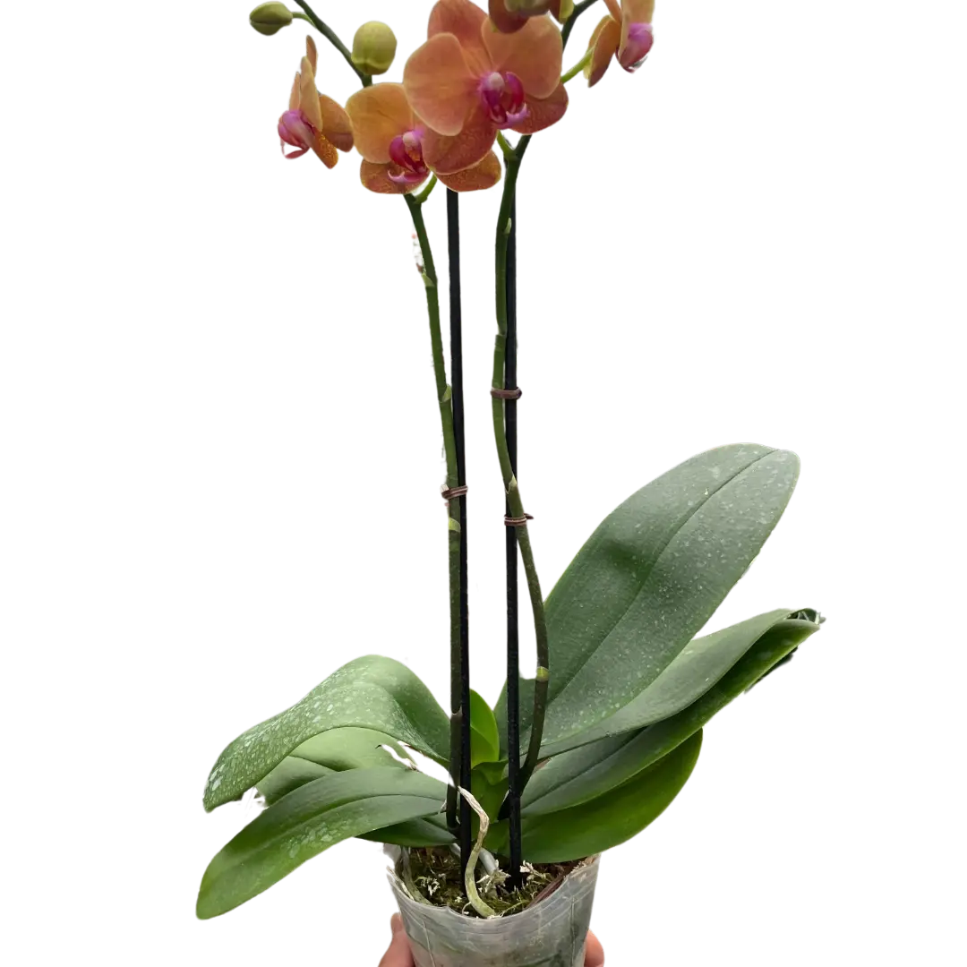 Orchid 'Orange Phalaenopsis' House Plant Dropship Botani Haven