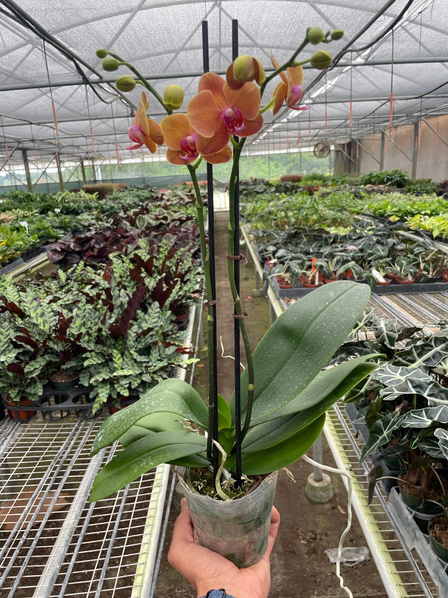 Orchid 'Orange Phalaenopsis' House Plant Dropship Botani Haven