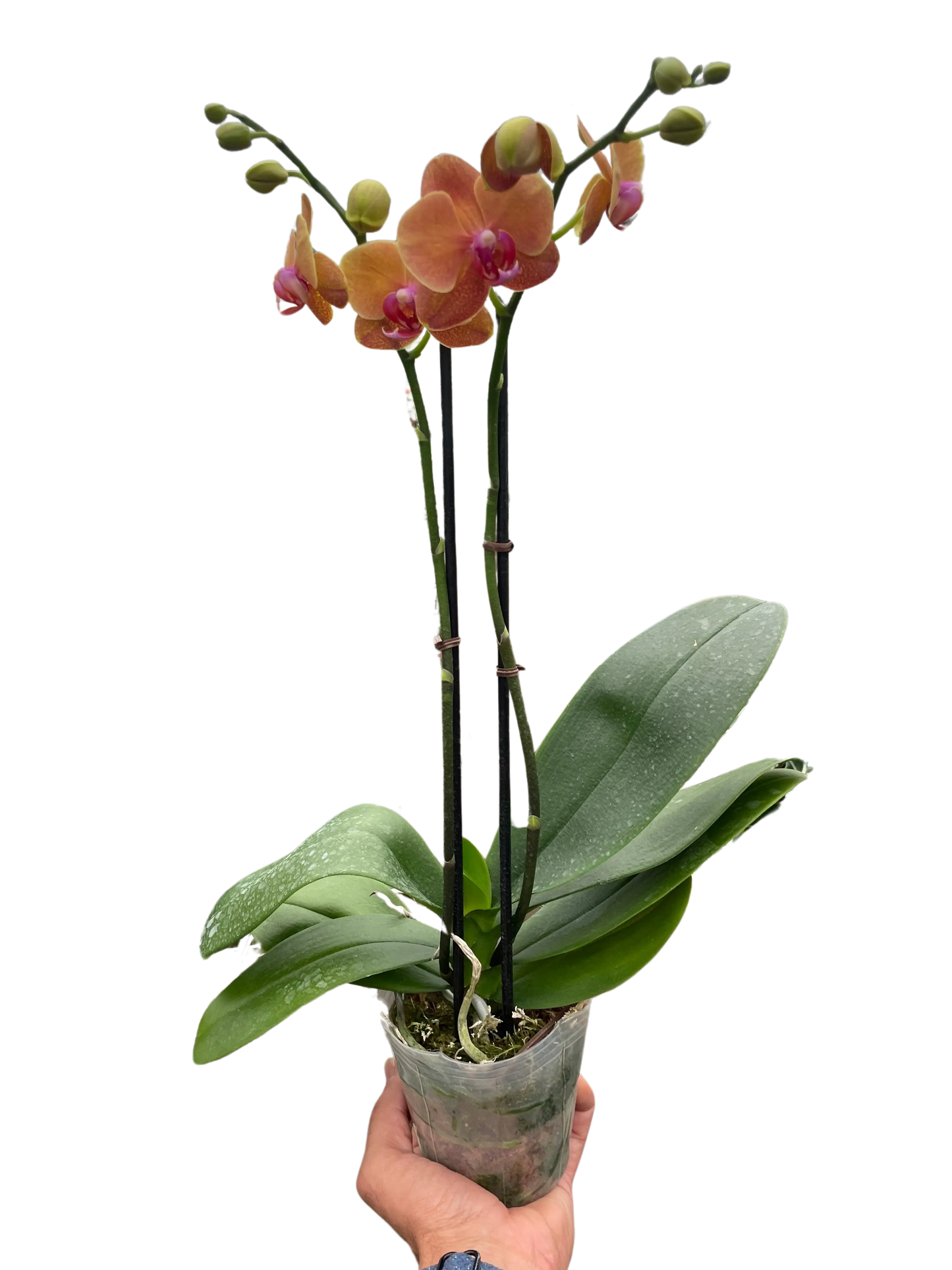Orchid 'Orange Phalaenopsis' House Plant Dropship Botani Haven