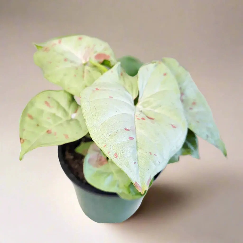 Syngonium 'Milk Confetti' House Plant Dropship Botani Haven