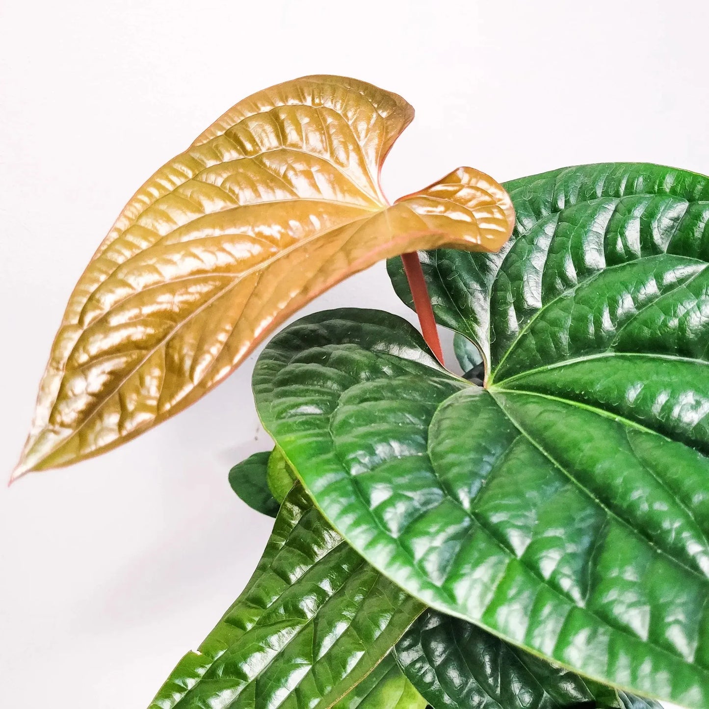 Anthurium 'Radicans x Luxurians' House Plant Dropship Botani Haven