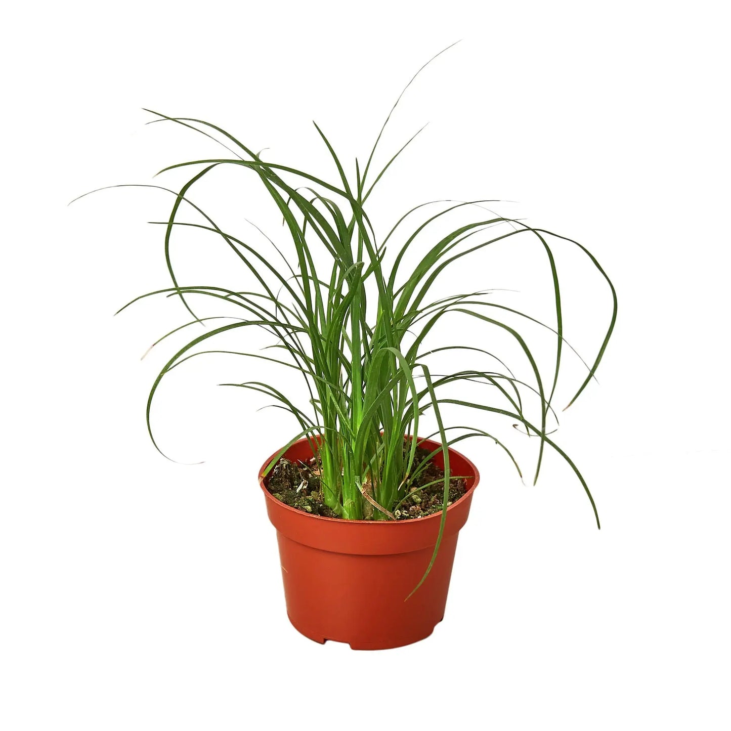Palm Ponytail House Plant Dropship Botani Haven